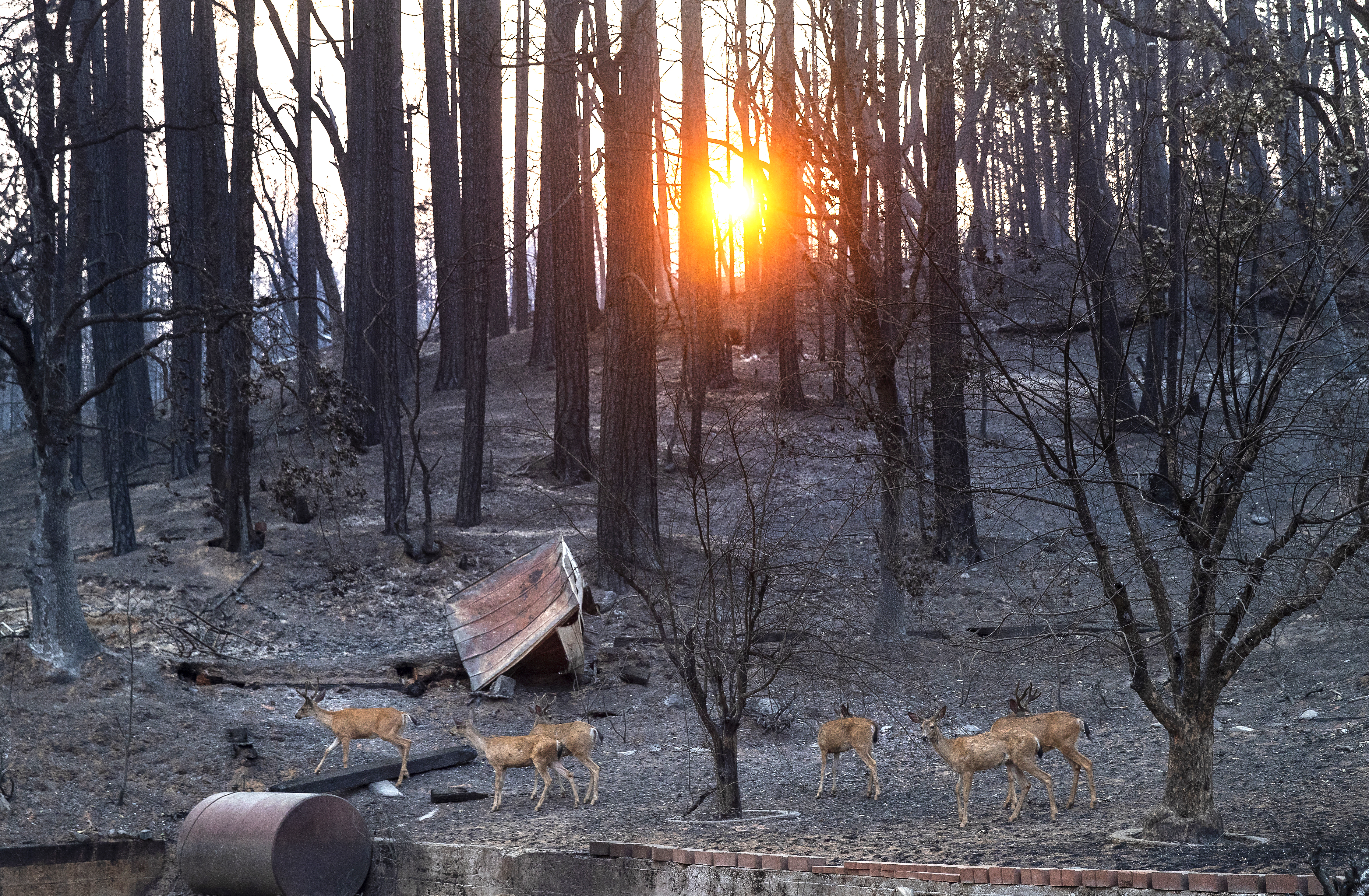 'Bomb cyclone' spreads flood fears in California fire zones - Vimarsana News