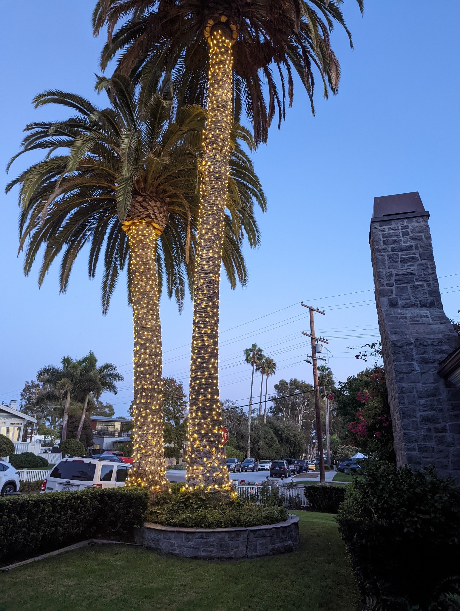 Bird Rock street revives 'magical' tree lighting tradition - Vimarsana News