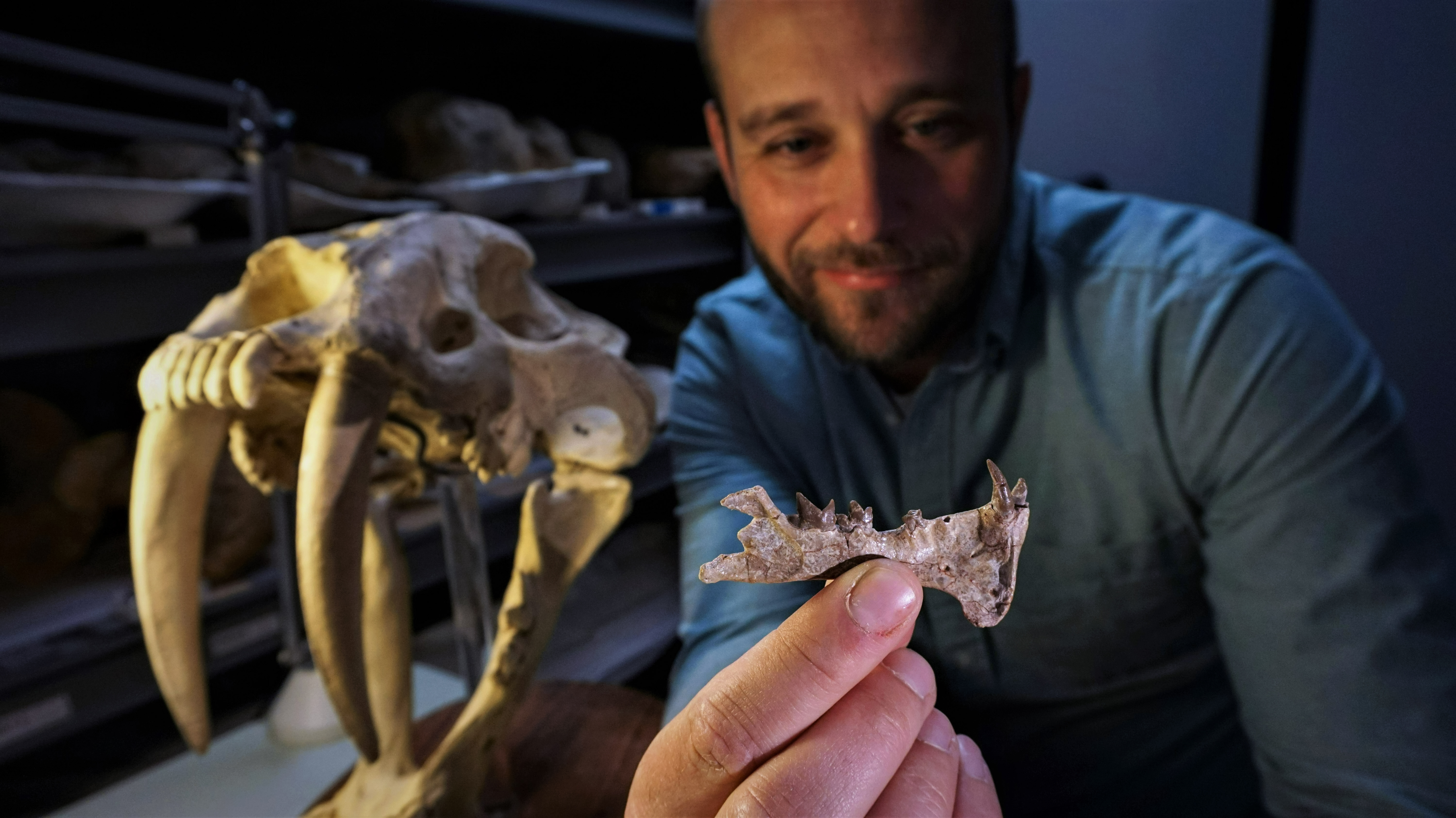 Fossil ID'd as new San Diego saber-toothed catlike species - Vimarsana News