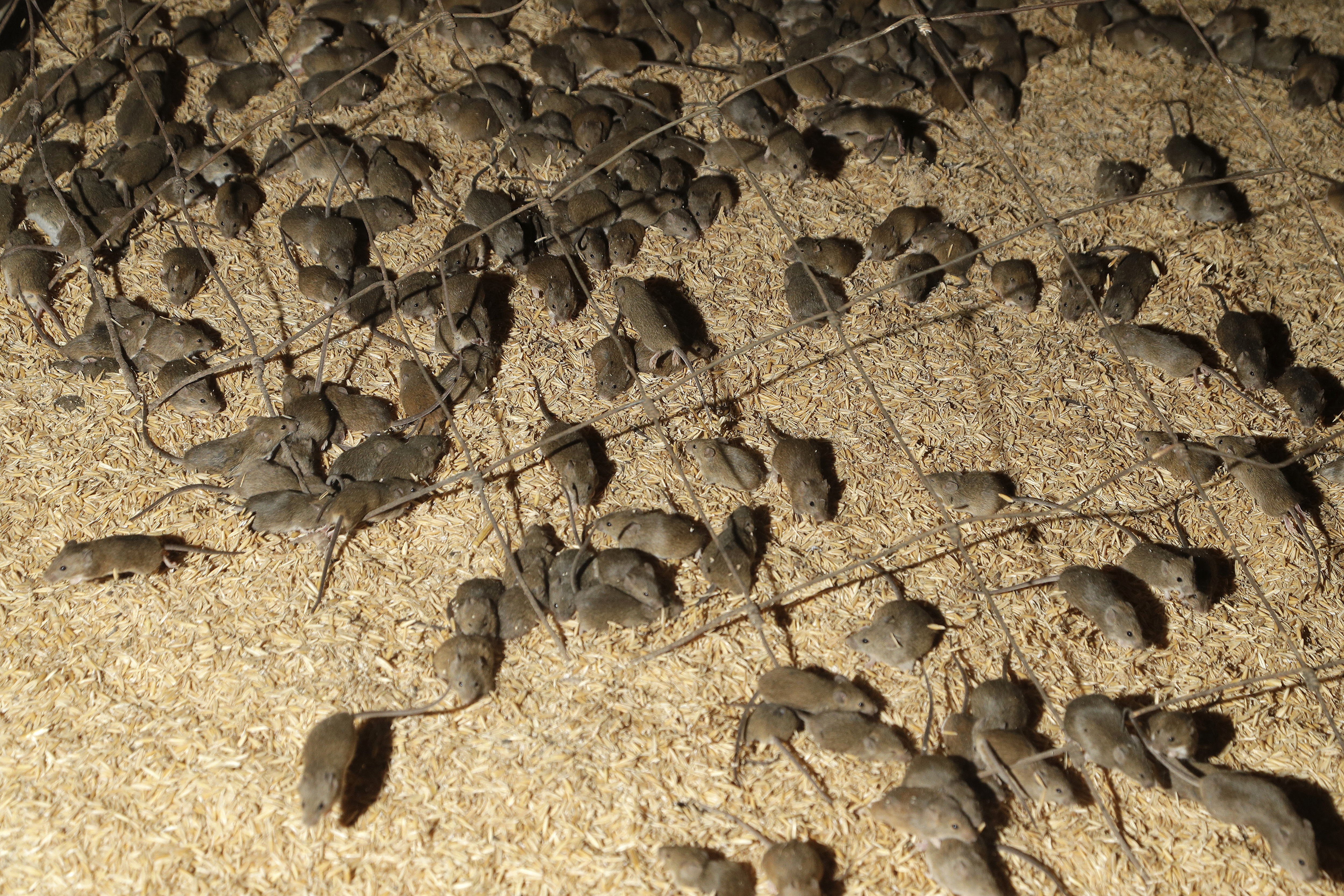 Hordes of Australia mice are plaguing farmers, residents - Vimarsana News