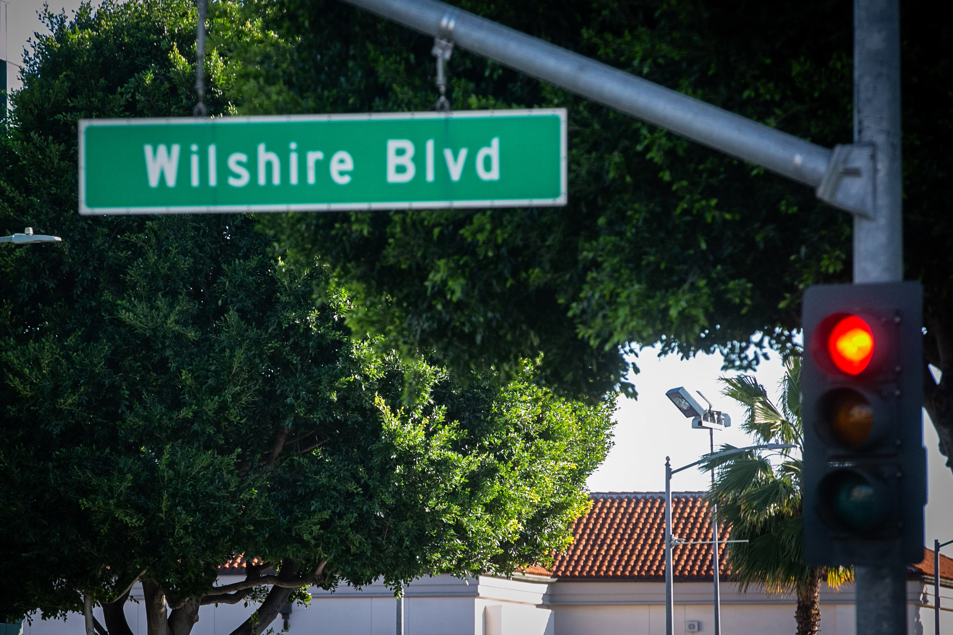 Beverly Hills is cutting down its ficus trees - Los Angeles Times - Vimarsana News