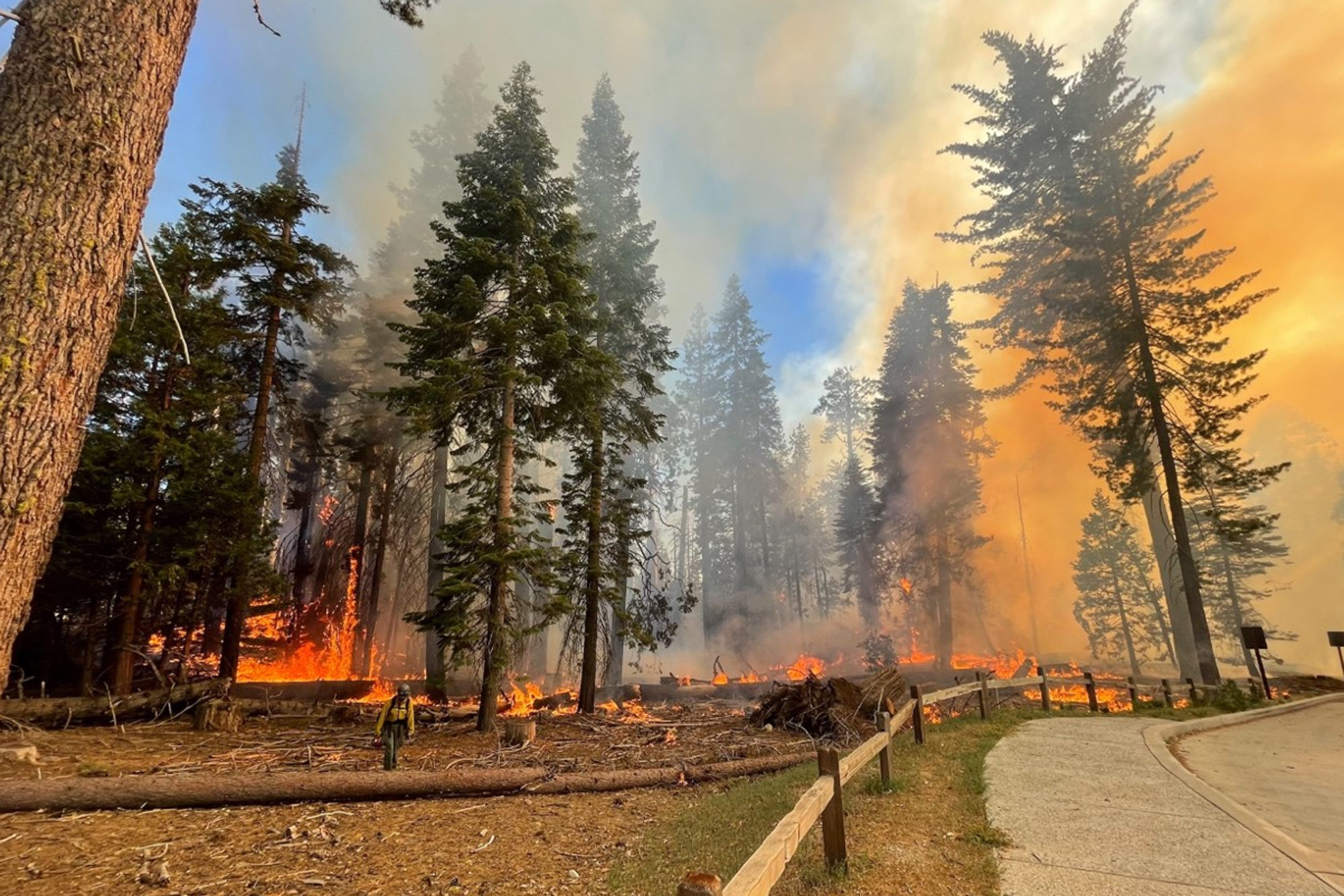 Out-of-control Yosemite fire threatens iconic giant sequoias in Mariposa Grove - Vimarsana News