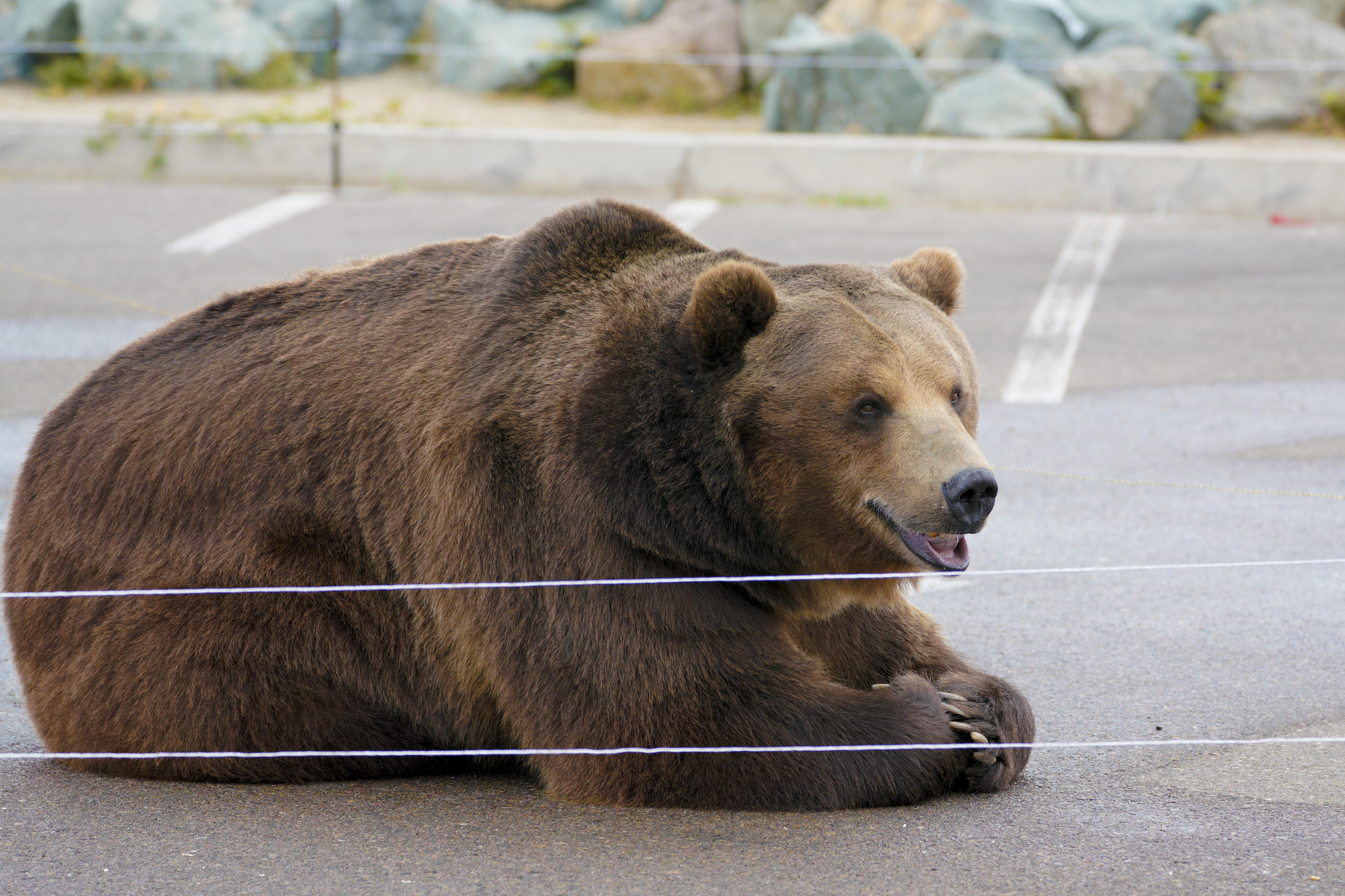 Cox campaign bear is subject of animal-rights lawsuit - Vimarsana News