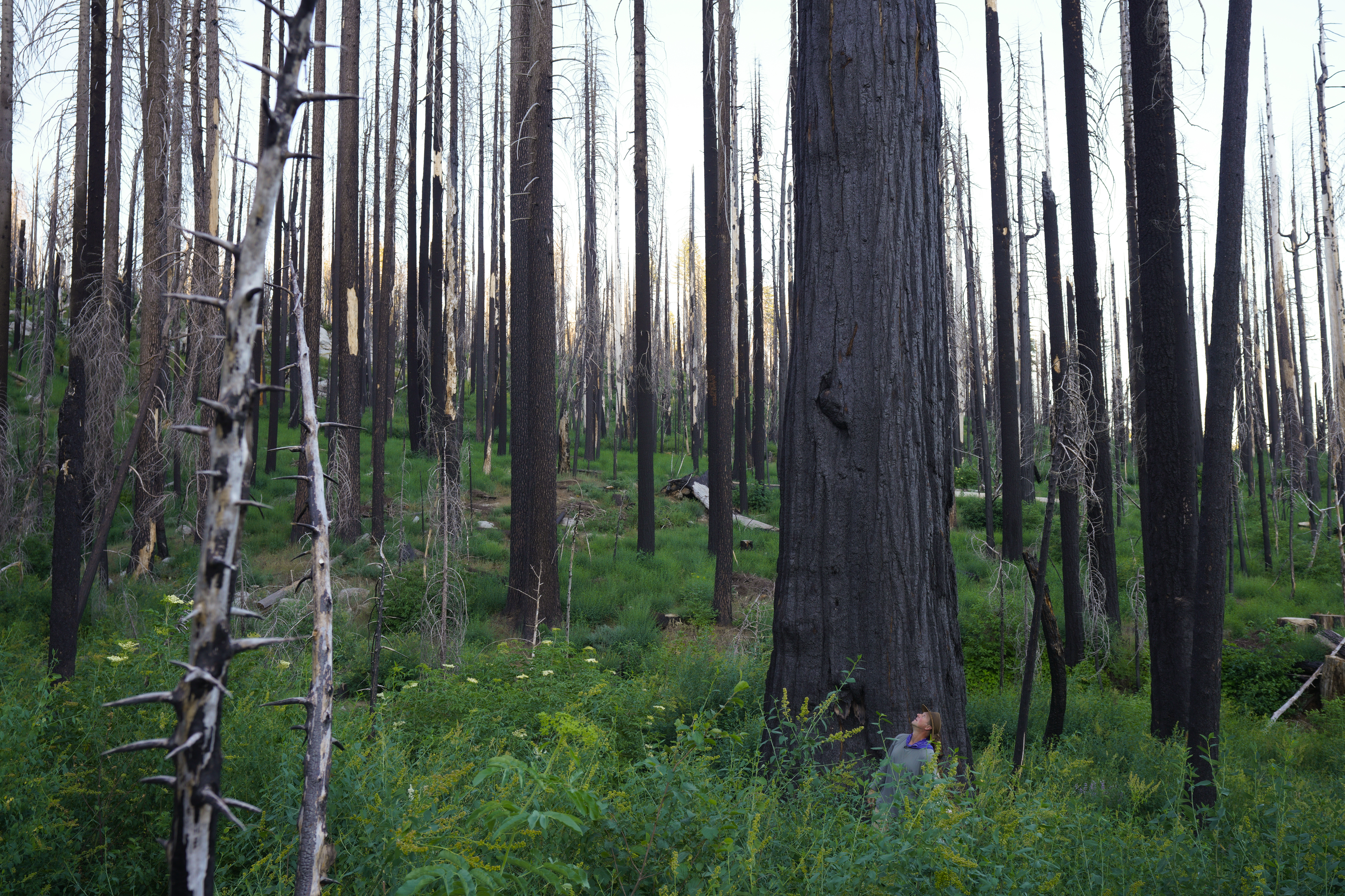 CA's giant sequoia, iconic trees casualties in Newsom's war on fire - The San Diego Union-Tribune - Vimarsana News