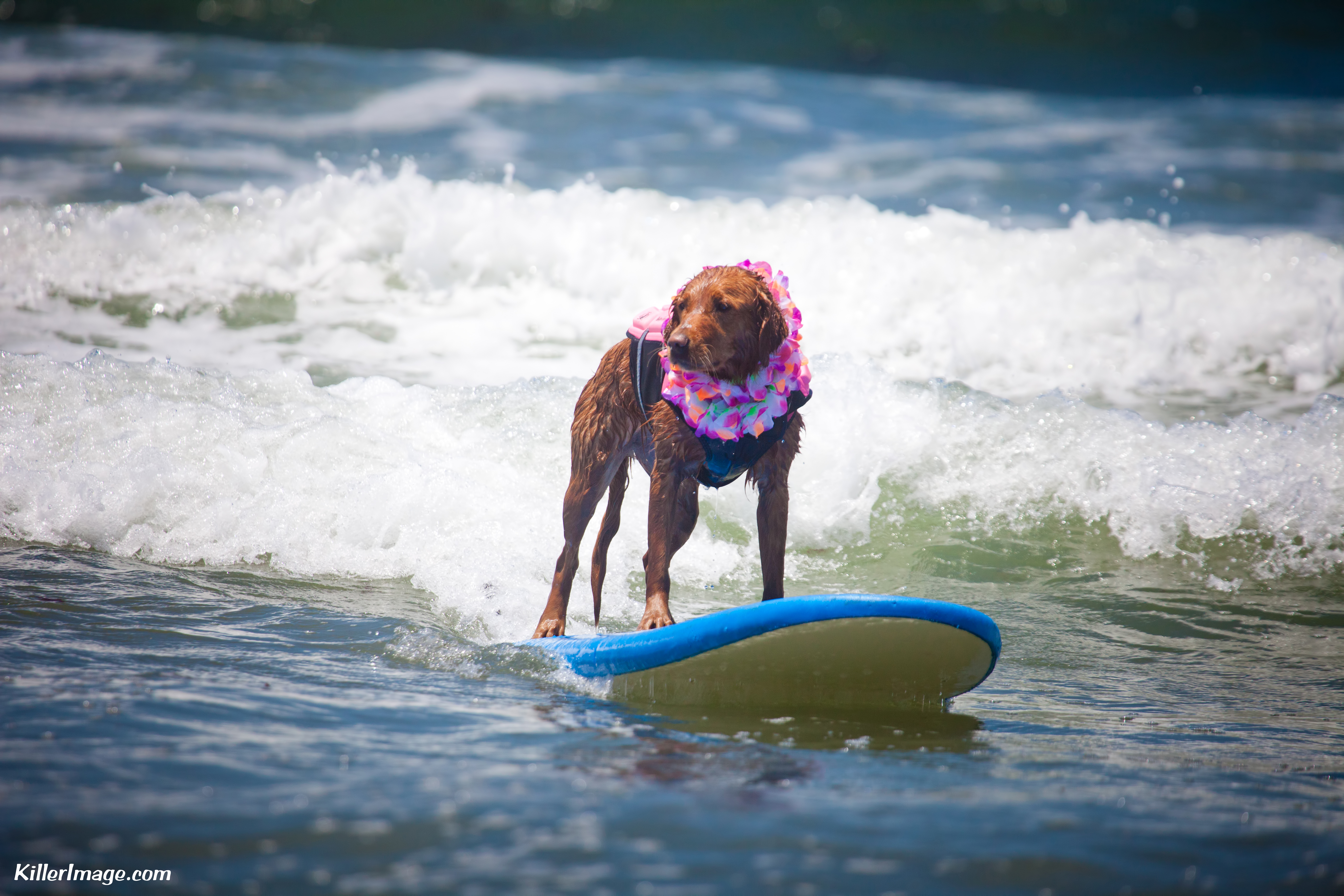 Ricochet, San Diego's beloved surfing therapy dog, dies at 15 - Vimarsana News