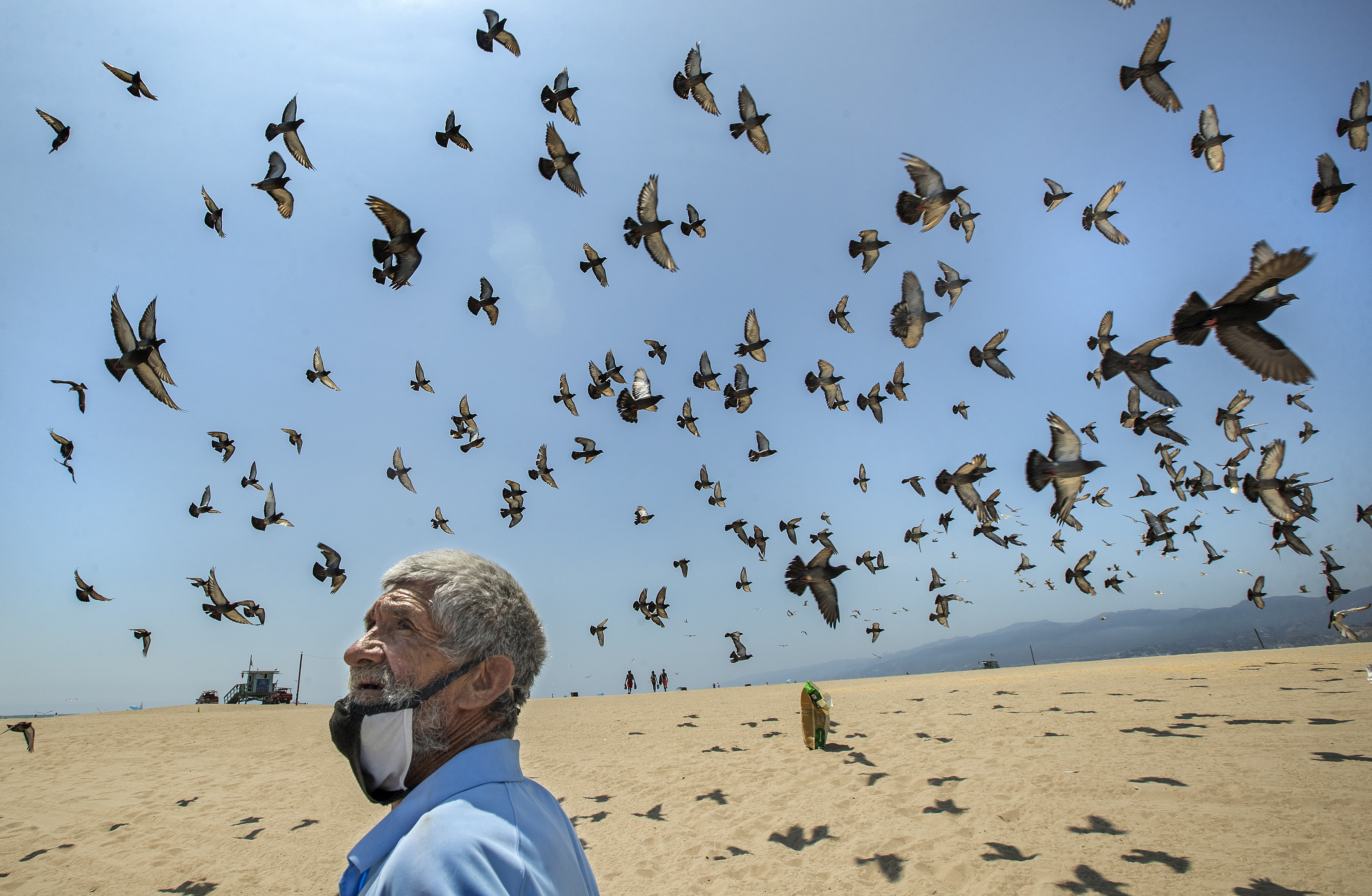 A homeless man's mission: Feeding cats and birds across L.A. - Vimarsana News