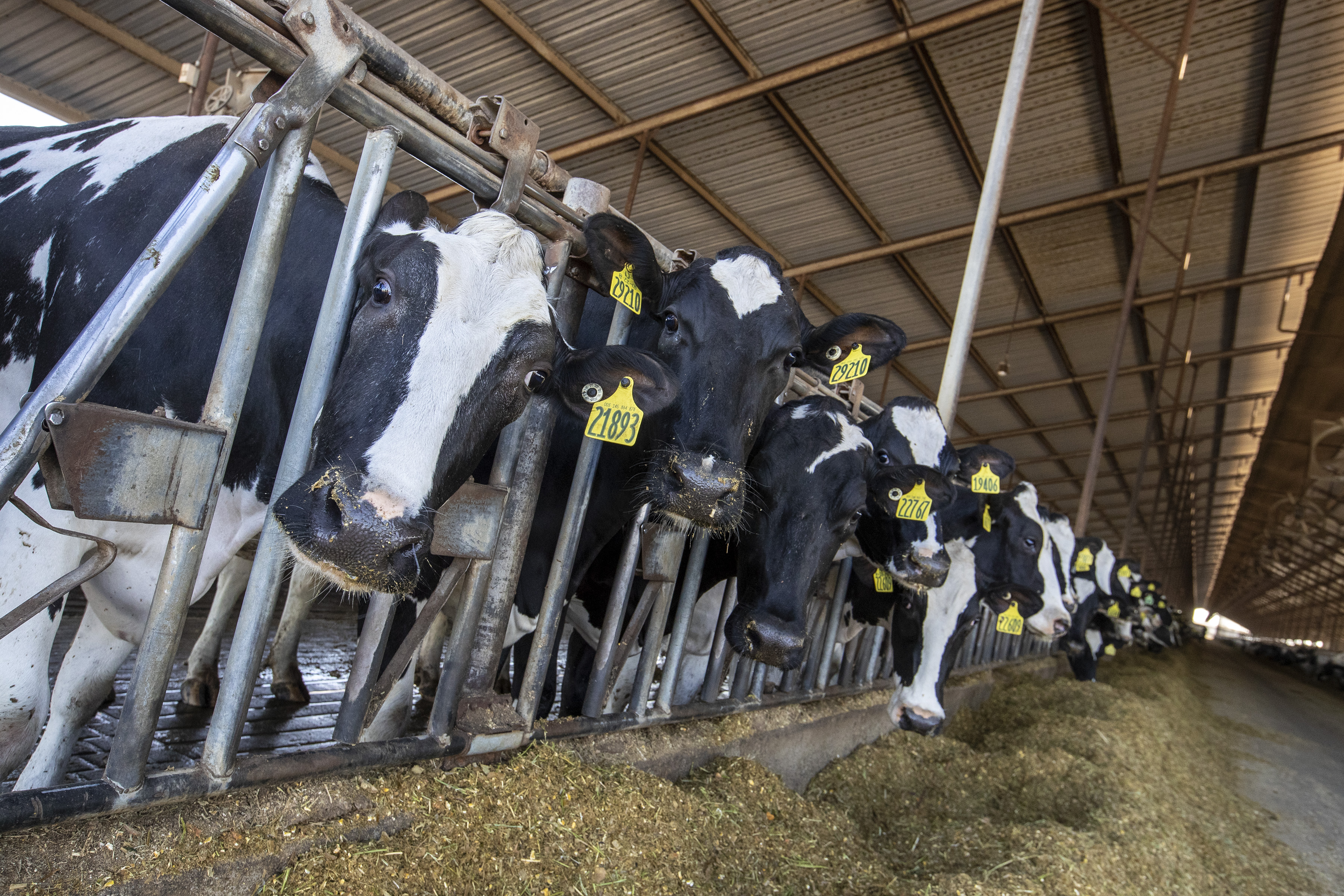 California set off a biofuel boom — can it manage the fallout? - Vimarsana News