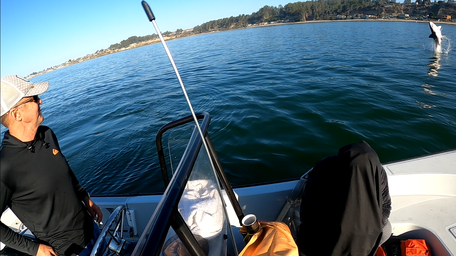 Op-Ed: How juvenile white sharks in search of warmer waters disrupt life off the California coast - Vimarsana News