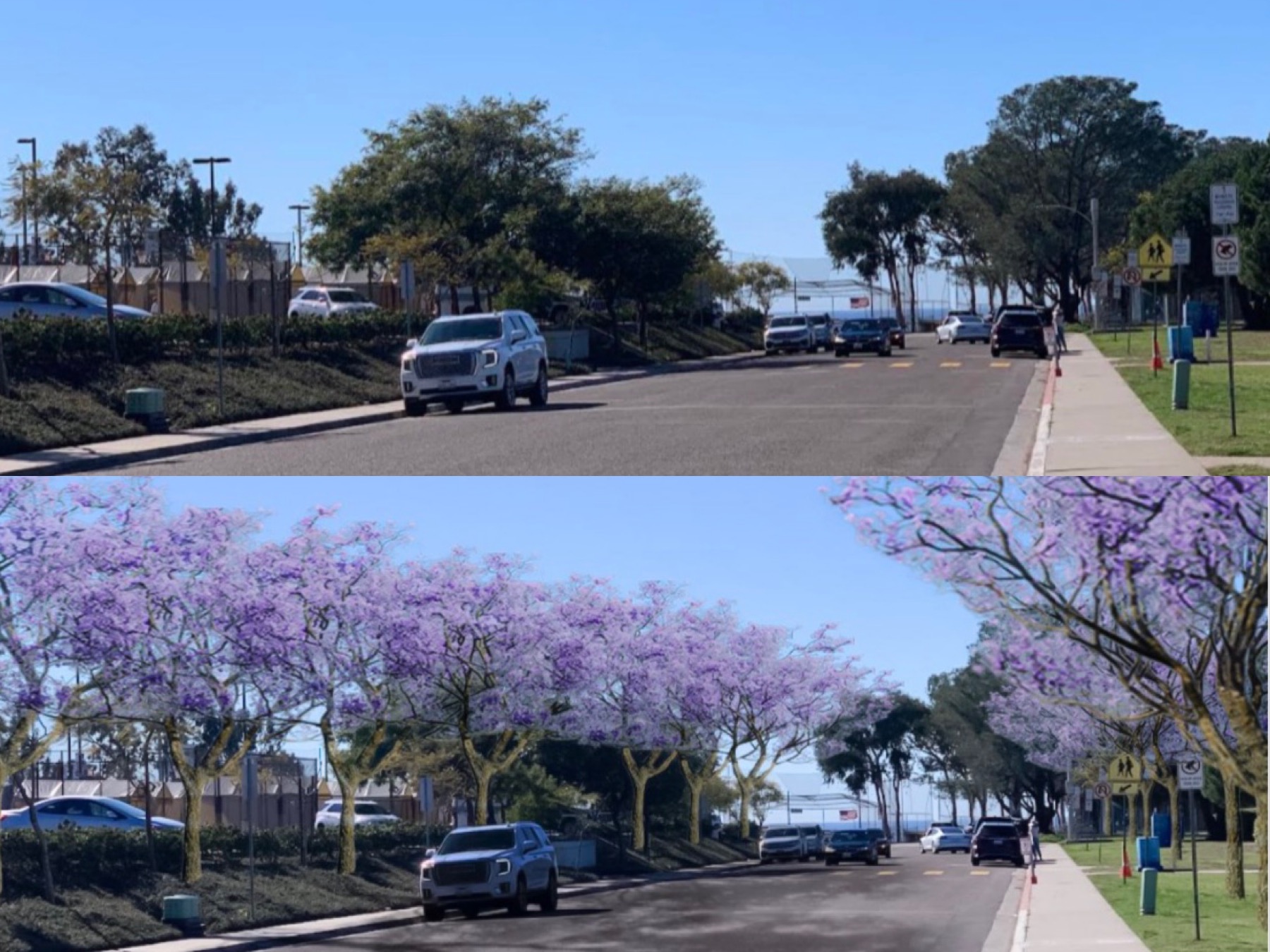 Shores group backs concepts for new trees and La Jolla master design plan - Vimarsana News