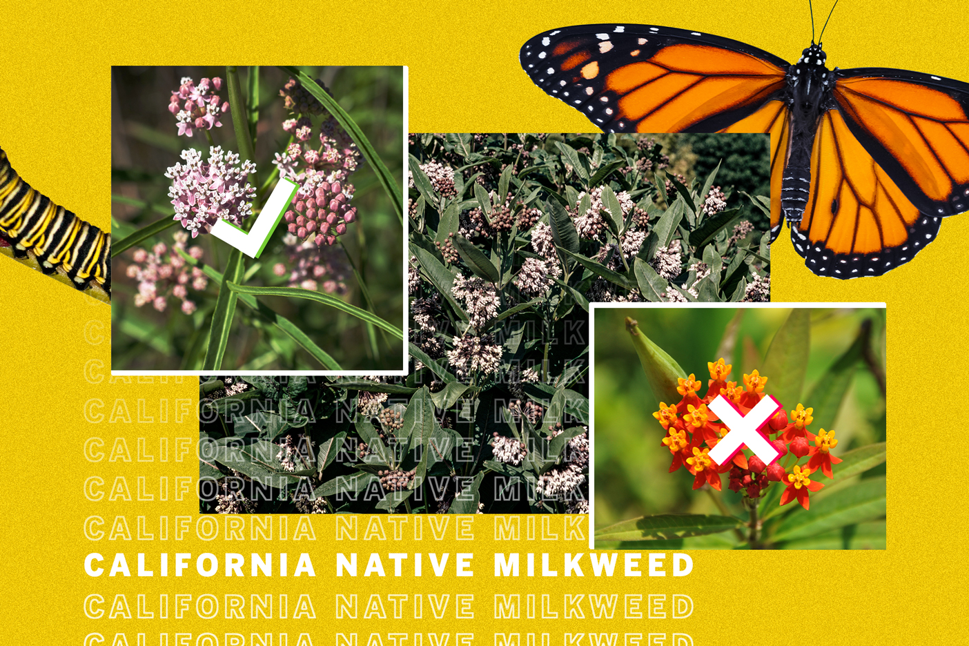 How to find native milkweed for monarch butterflies - Vimarsana News
