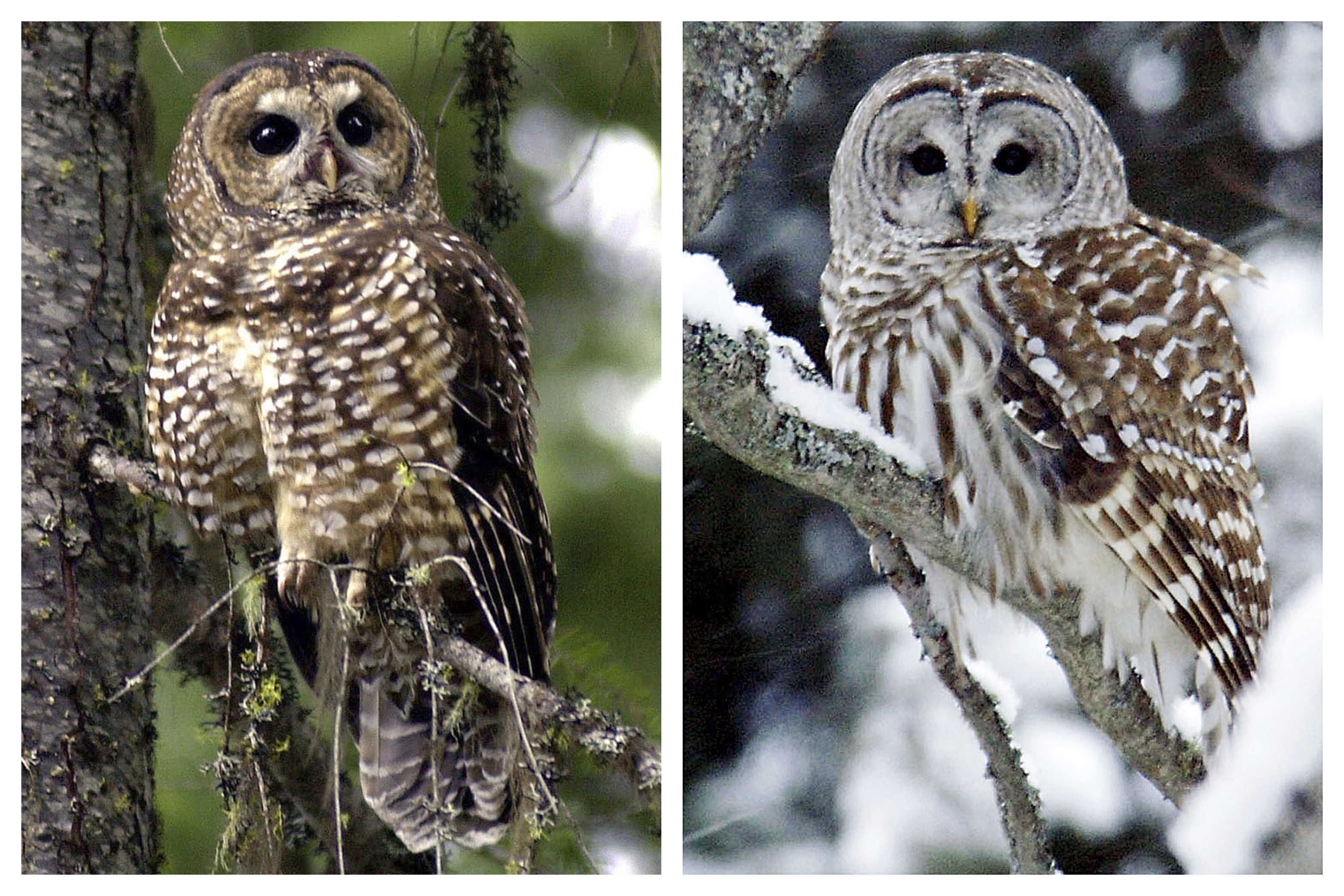 Editorial: Kill barred owls so spotted owls can live? Wildlife should put plan on hold - Vimarsana News