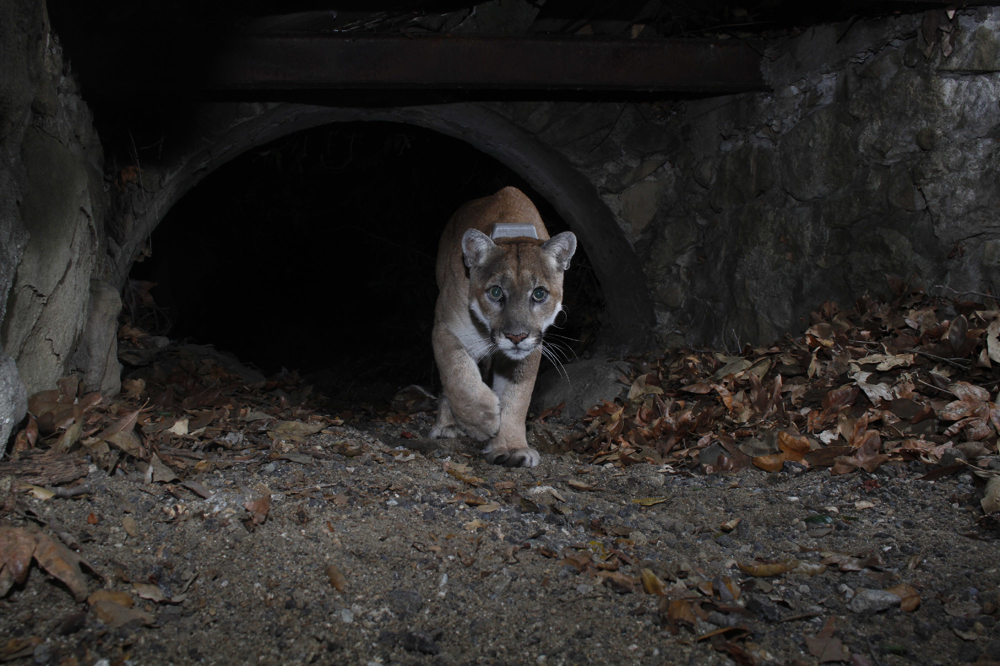 How P-22, L.A.'s famous cat, survived freeways and urban ills - Vimarsana News