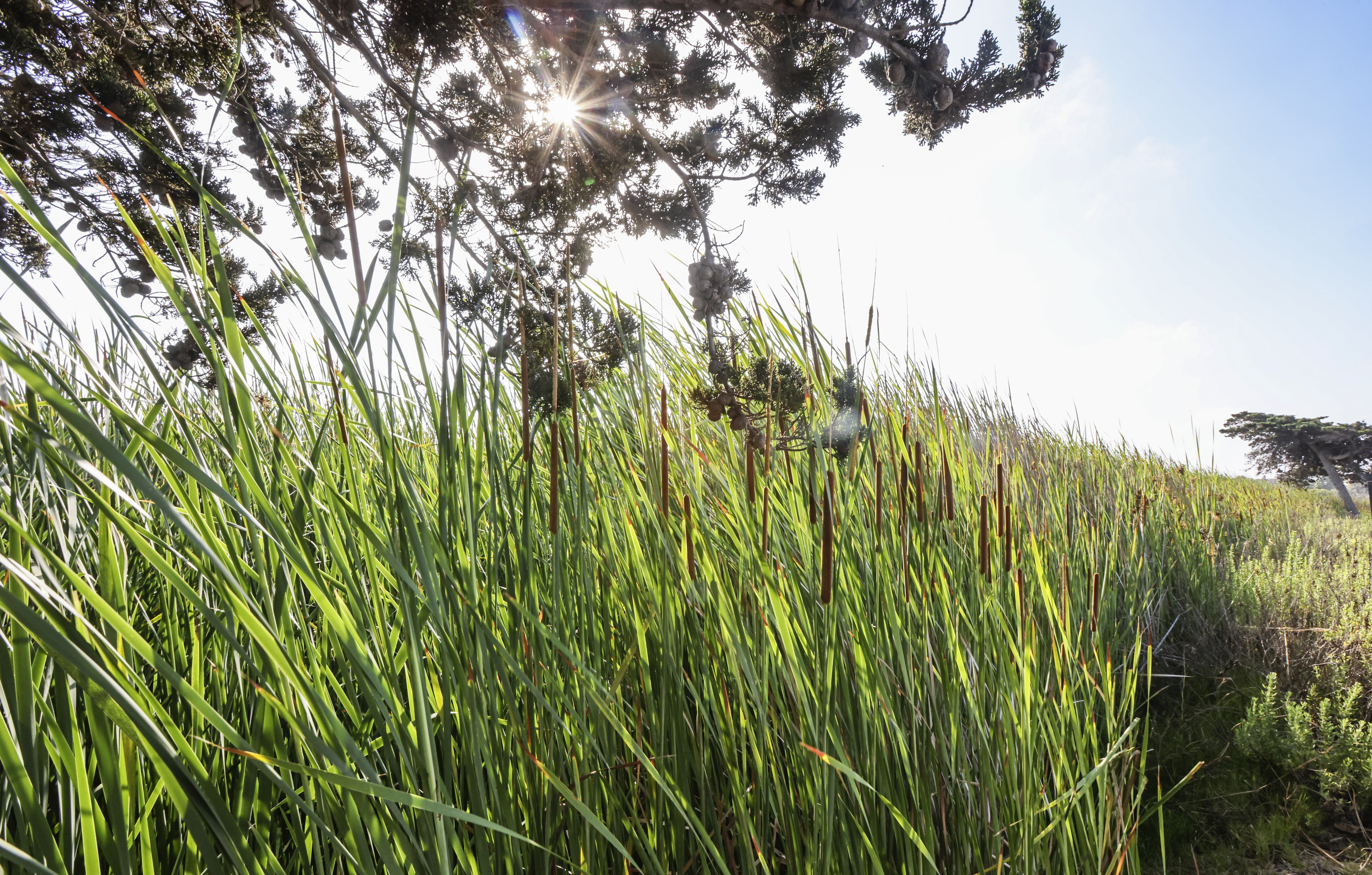 Audubon Society secures $500K to help restore Buena Vista Lagoon, Mission Bay - Vimarsana News