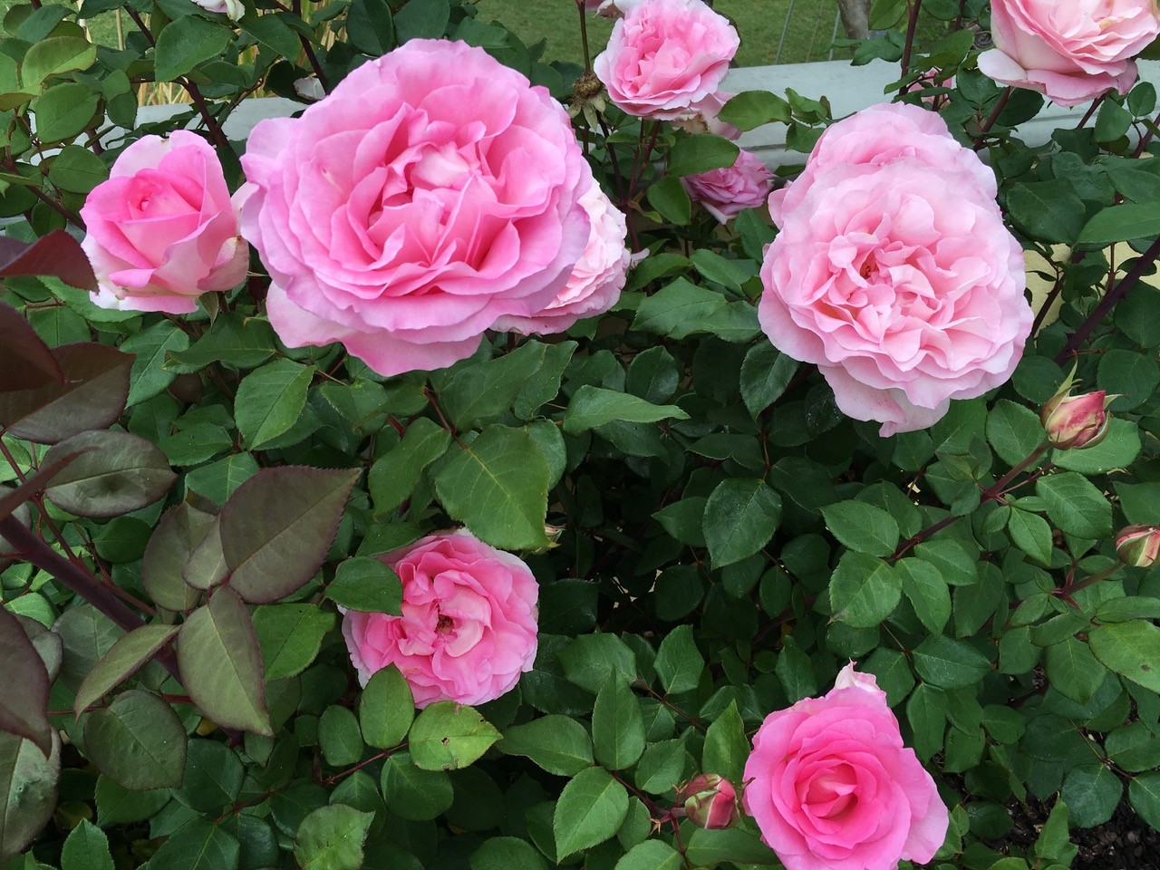 Roses grow big and beautiful with Fortuniana rootstock - Vimarsana News