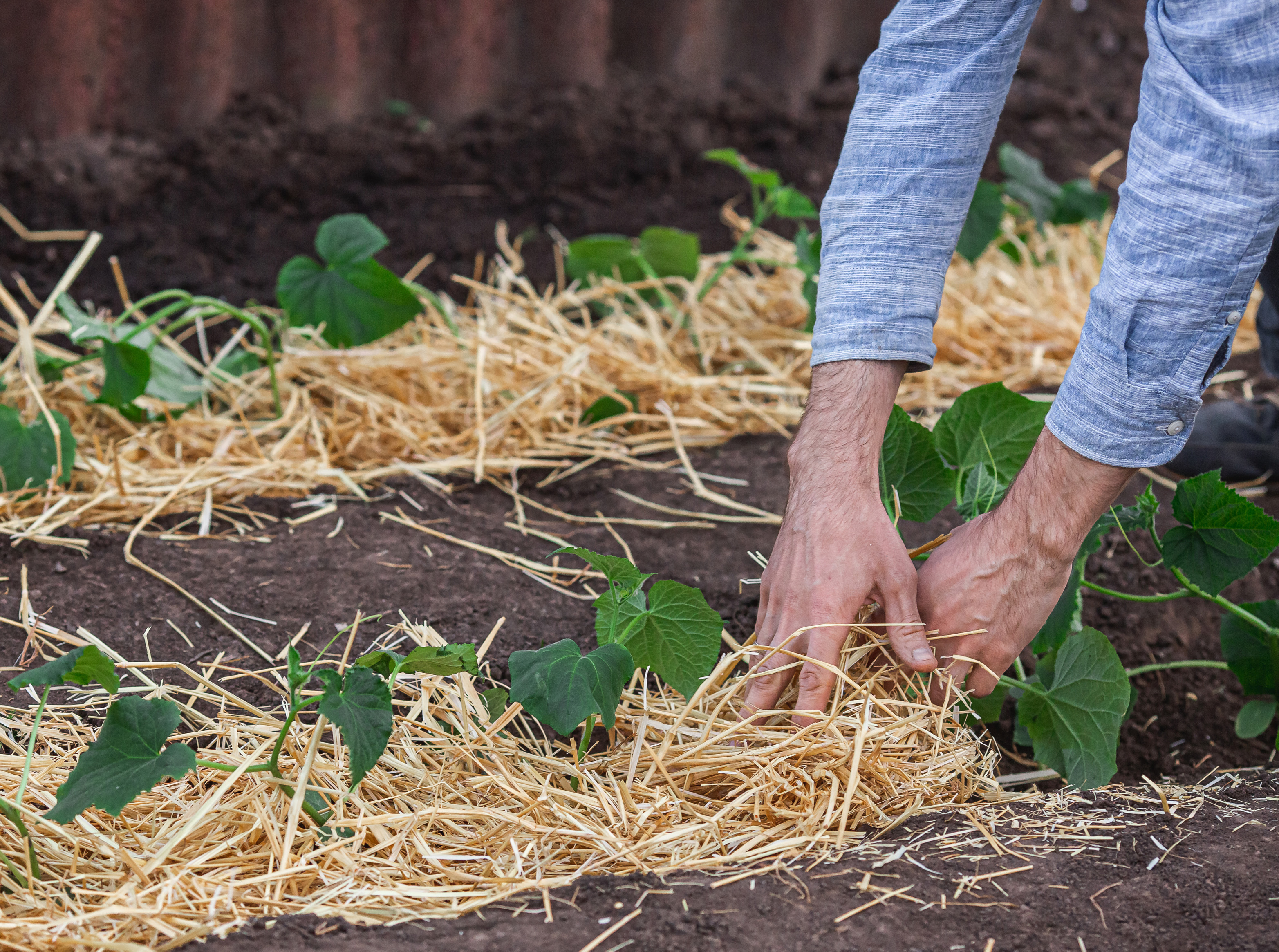 30-plus tips on helping your June garden produce to the max - Vimarsana News