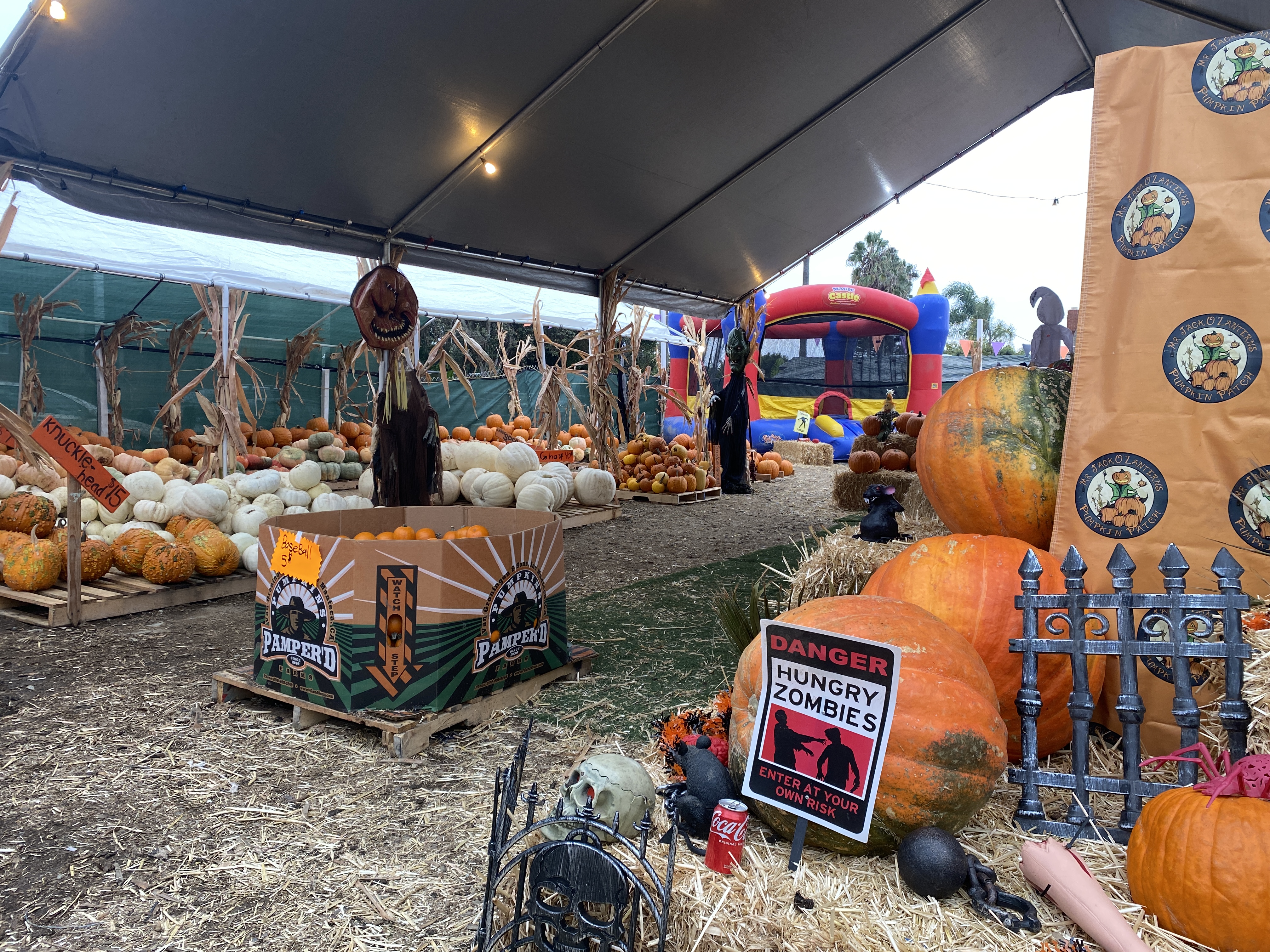 'Pumpkin' to talk about: Halloween's bringing out the fun in La Jolla - Vimarsana News