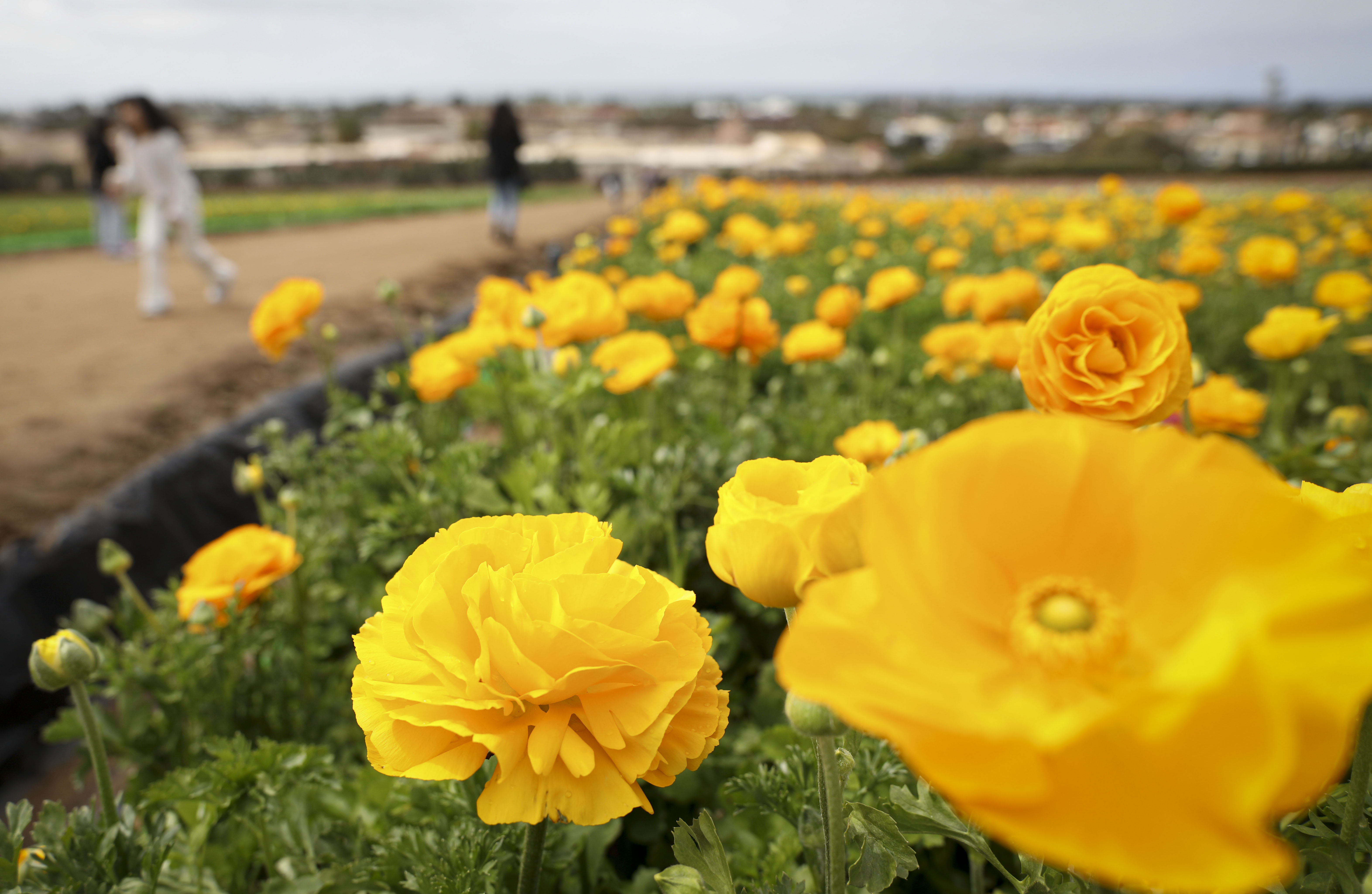 The best things to do this week in San Diego: April 22-26 - Vimarsana News