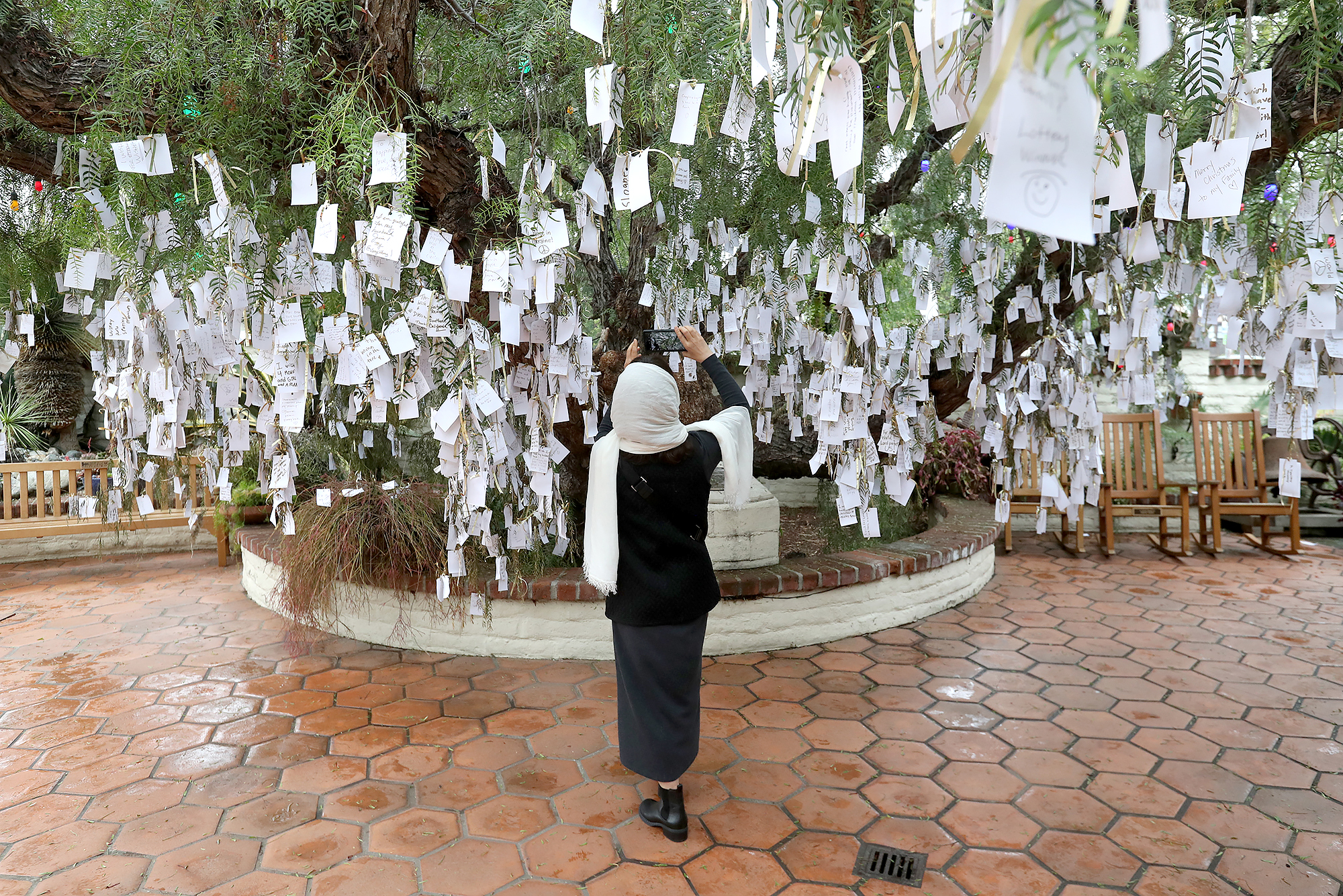 Sherman Library & Gardens 'Wishing Tree' taking requests from those who dare to dream - Vimarsana News