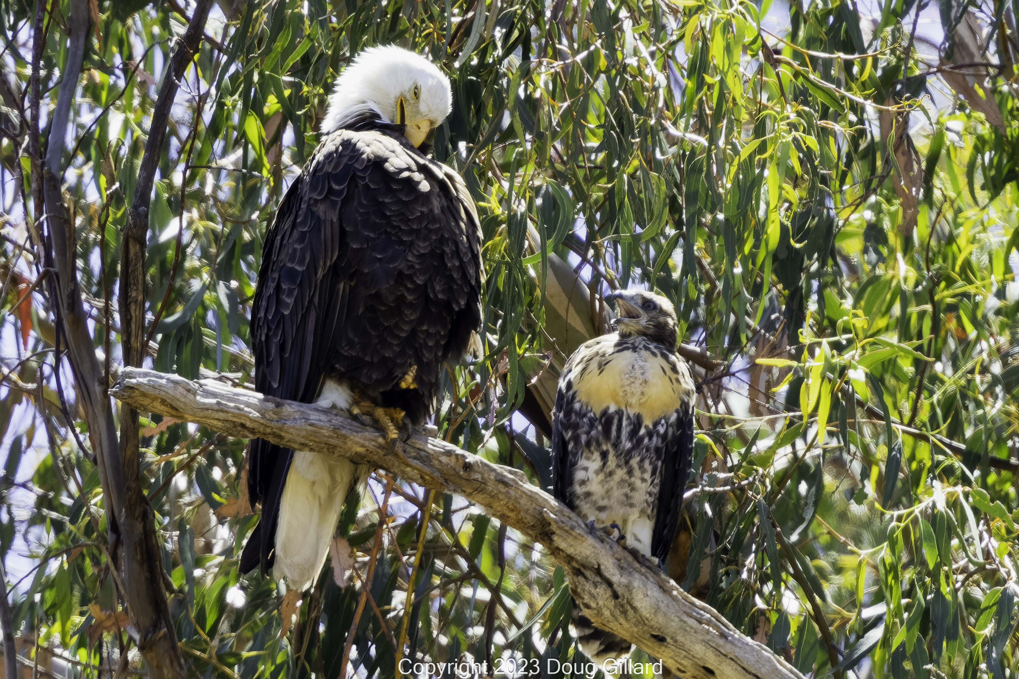 Birdwatchers mourn the failed rescue of kidnapped baby hawk - Vimarsana News