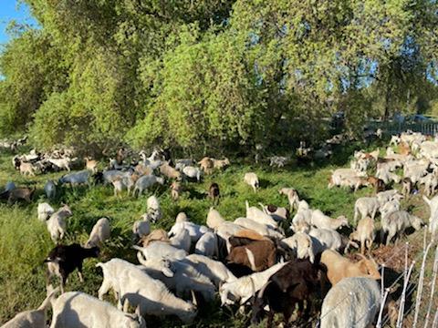 West Sacramento turns to goats in its time of weeds - Vimarsana News