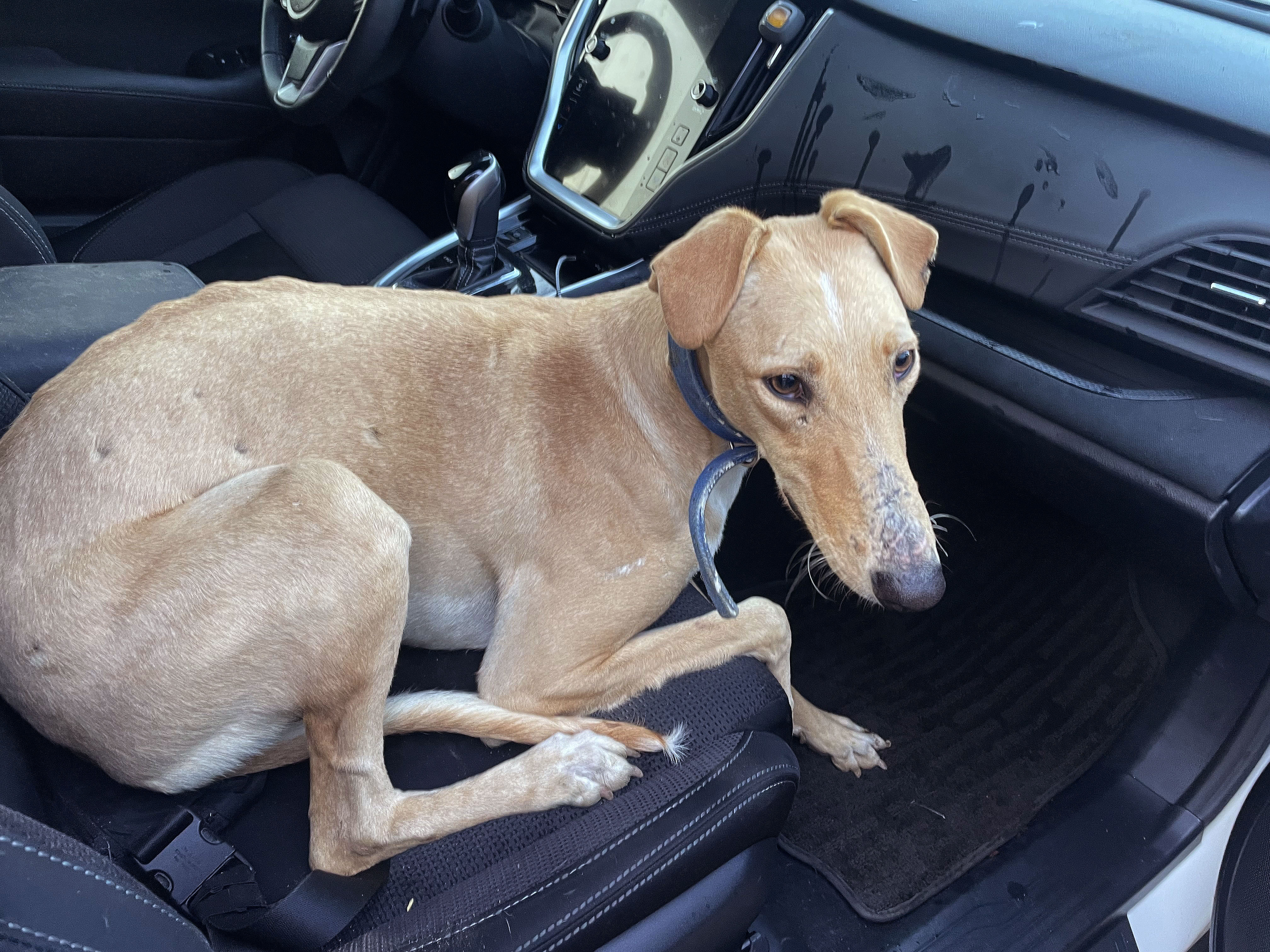 8 greyhounds found, others missing, after fall onto freeway - Vimarsana News