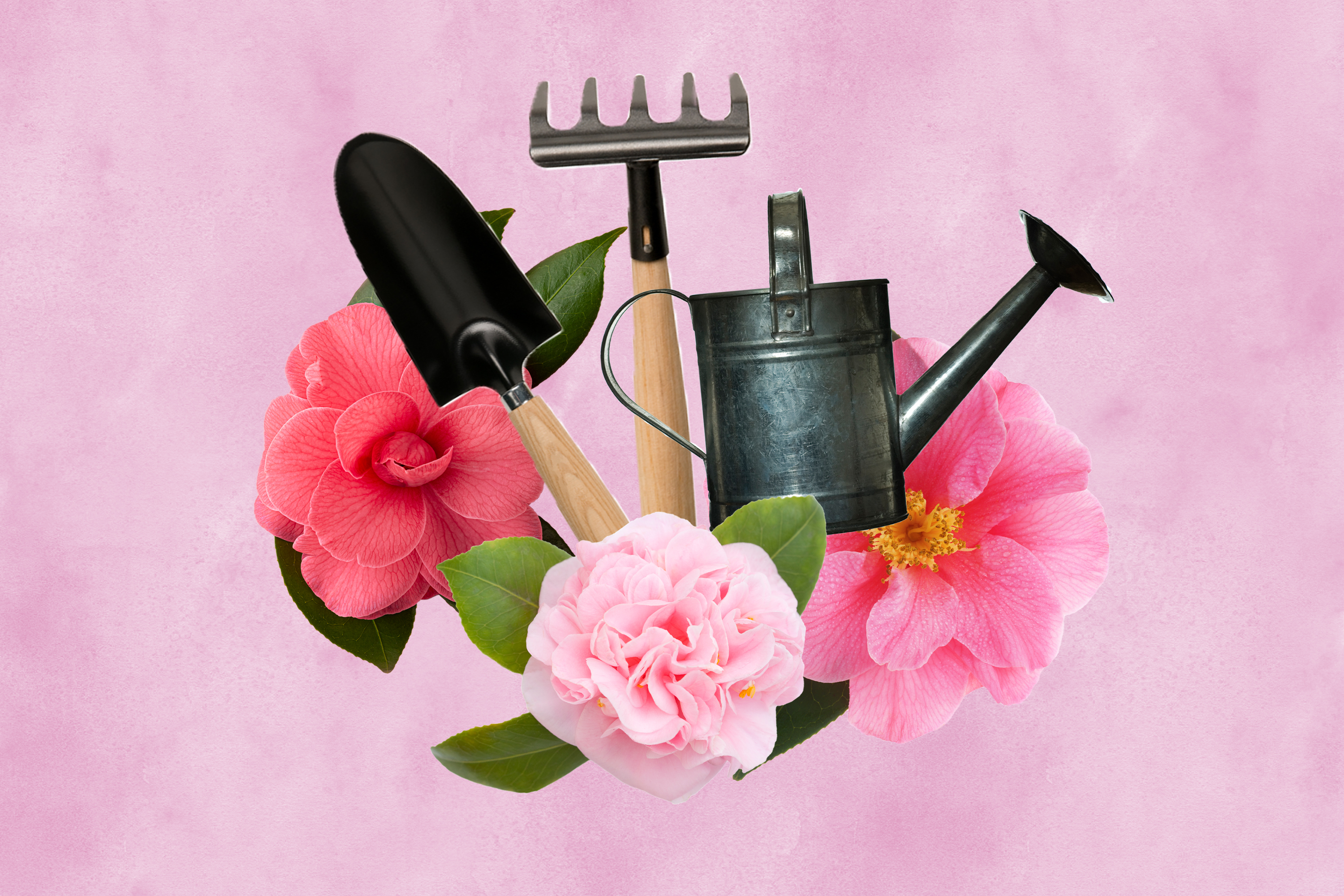 What to do for plant lovers and gardeners in Los Angeles - Vimarsana News