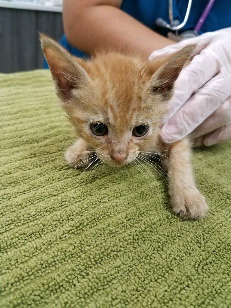 Who threw a kitten out of a moving car, leaving it mortally wounded? Humane Society looking for tips - Vimarsana News