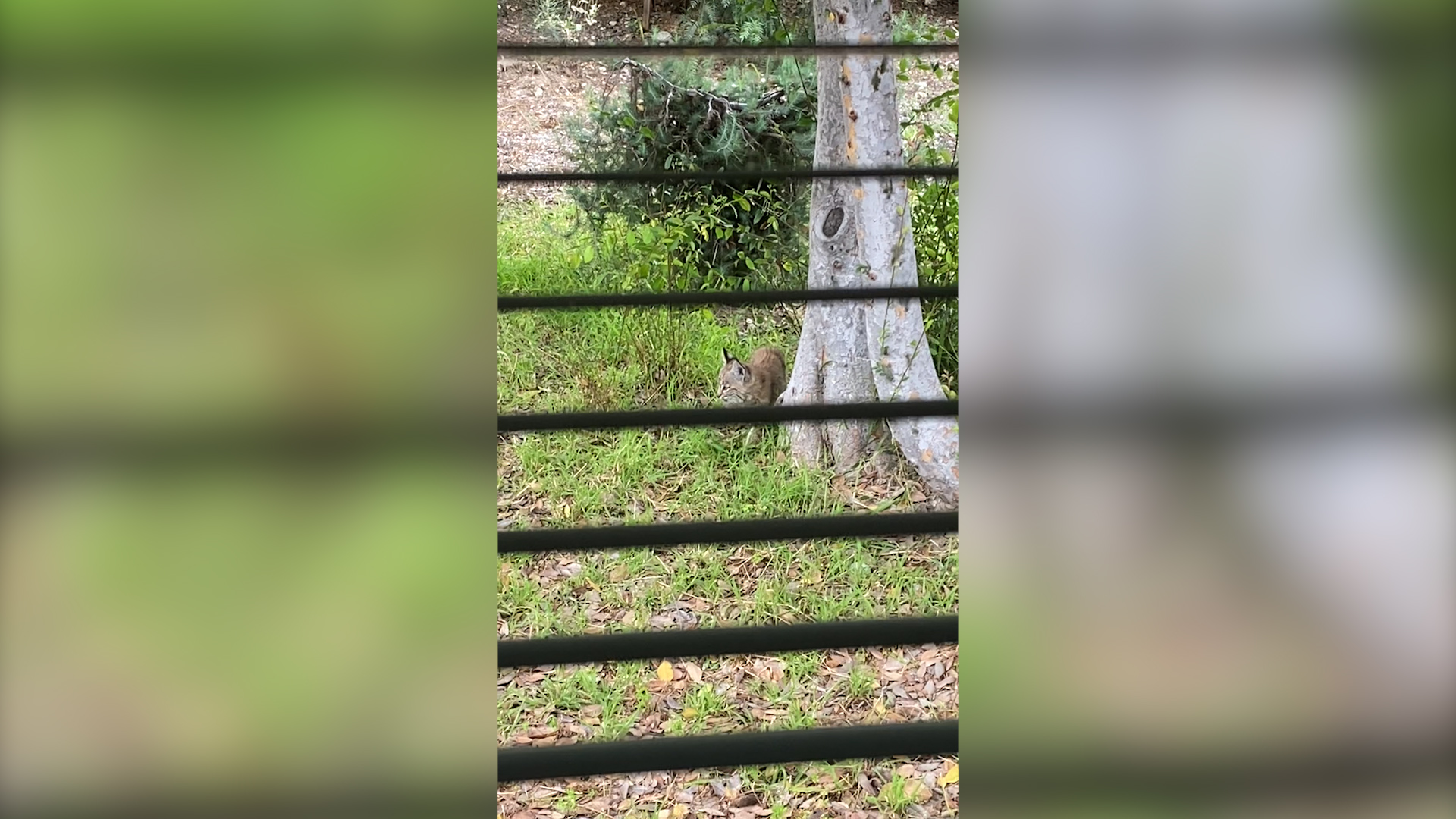 Video: Bobcat mom, 2 kittens at home in his California yard. Now what? - Vimarsana News