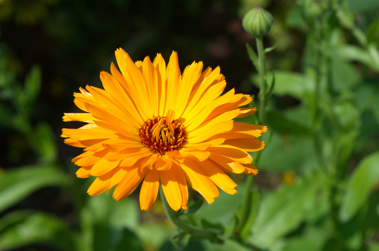 8 edible flowers that will dress up your plate - Vimarsana News