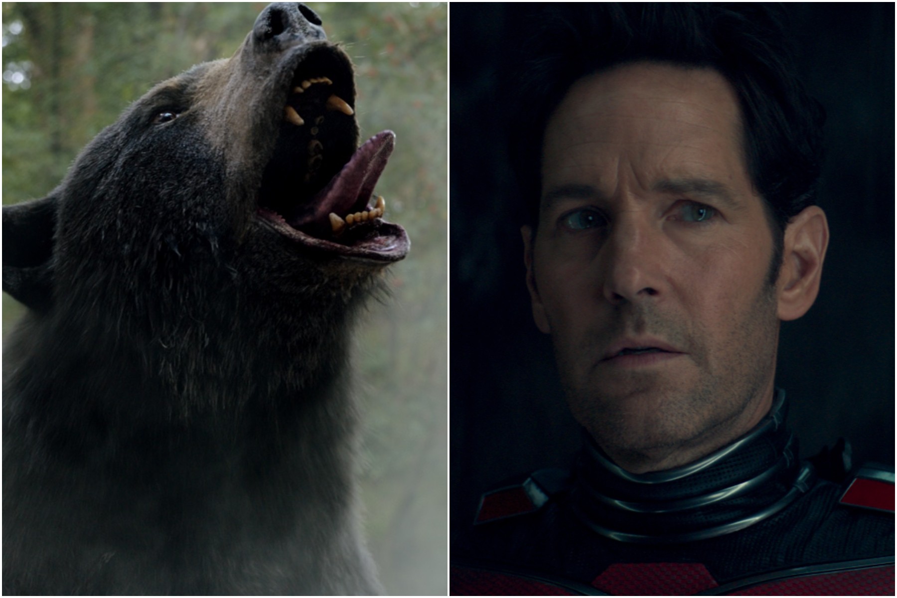 'Cocaine Bear' versus 'Ant-Man' at the box office: Who won? - Vimarsana News