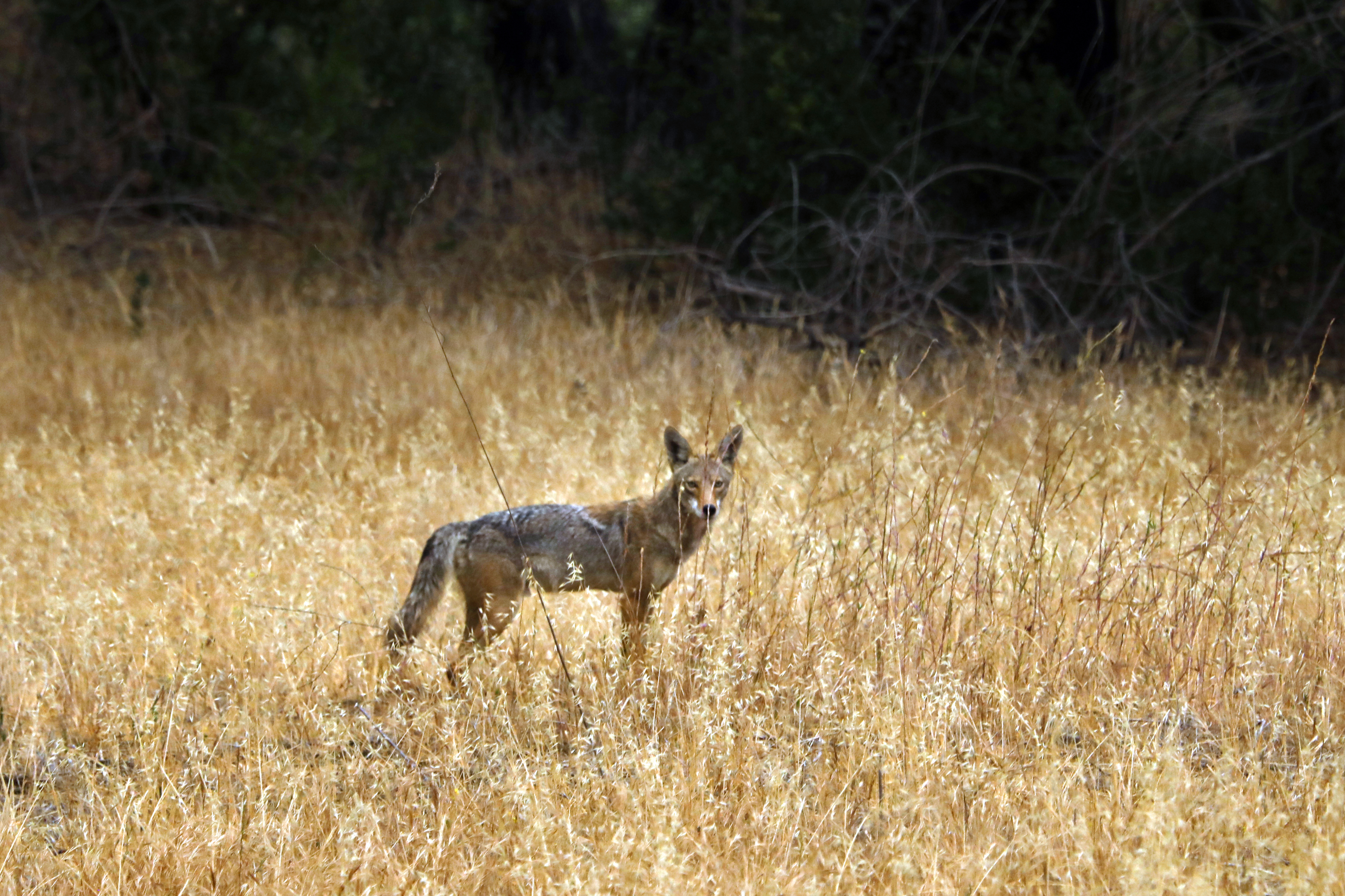Torrance coyote trapper investigated for possible state law violation - Vimarsana News