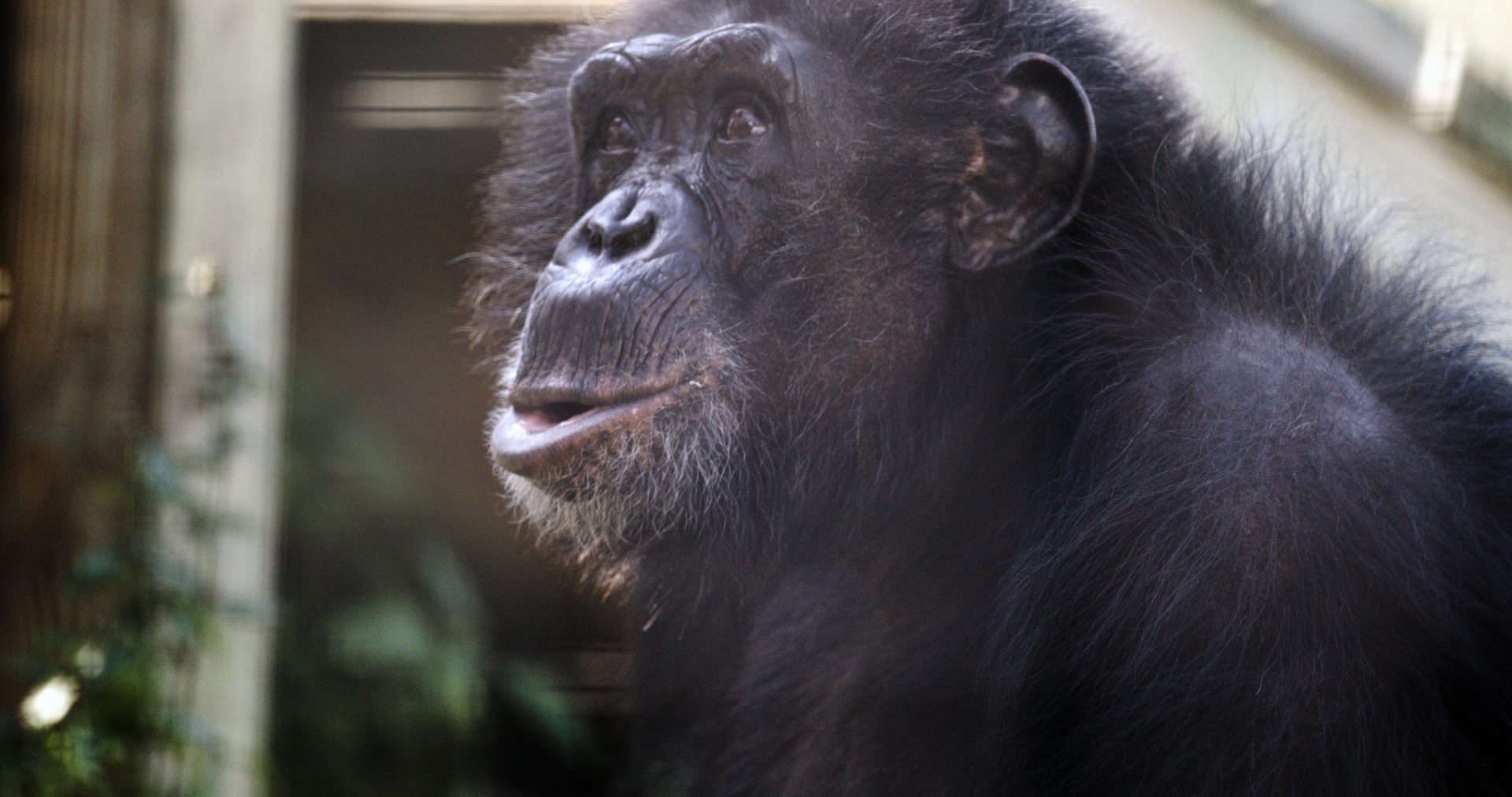 'Chimp Crazy' is a disturbing docuseries that argues against the ownership of primates