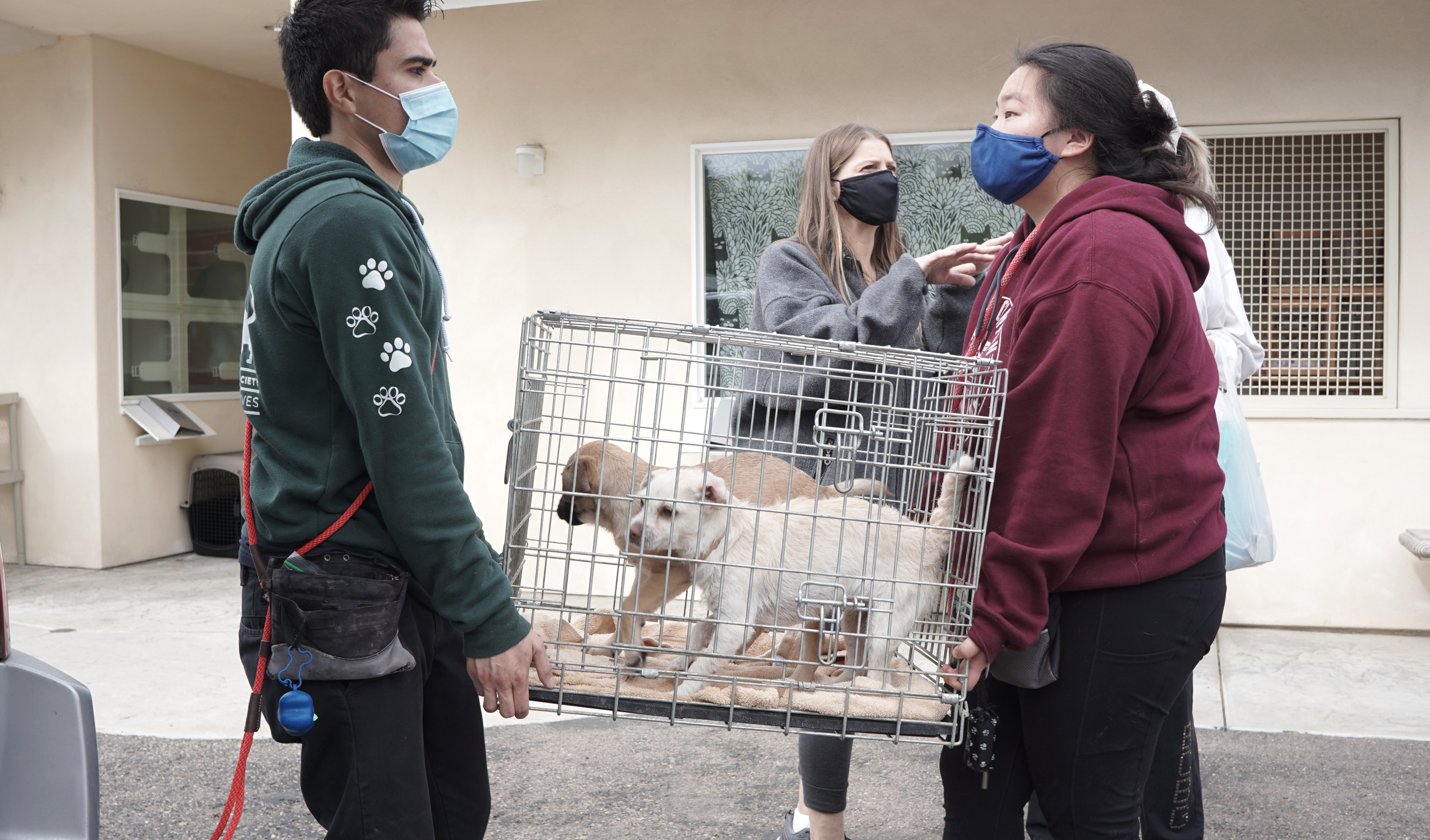 Mexican Dogs from Sonora beginning new lives in Encinitas at Rancho Coastal Humane Society - Vimarsana News