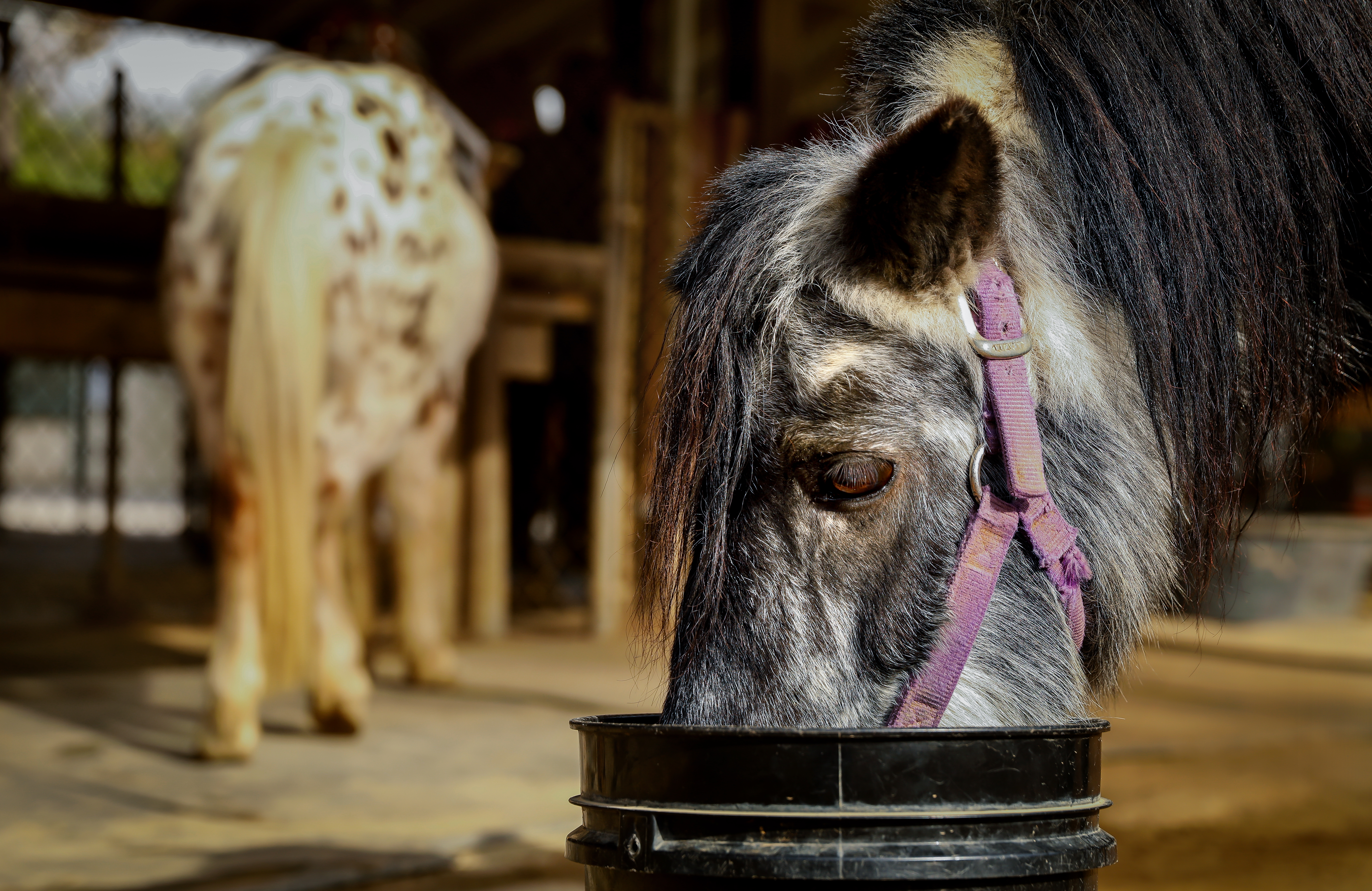 Griffith Park ponies get new homes in time for the holidays - Vimarsana News