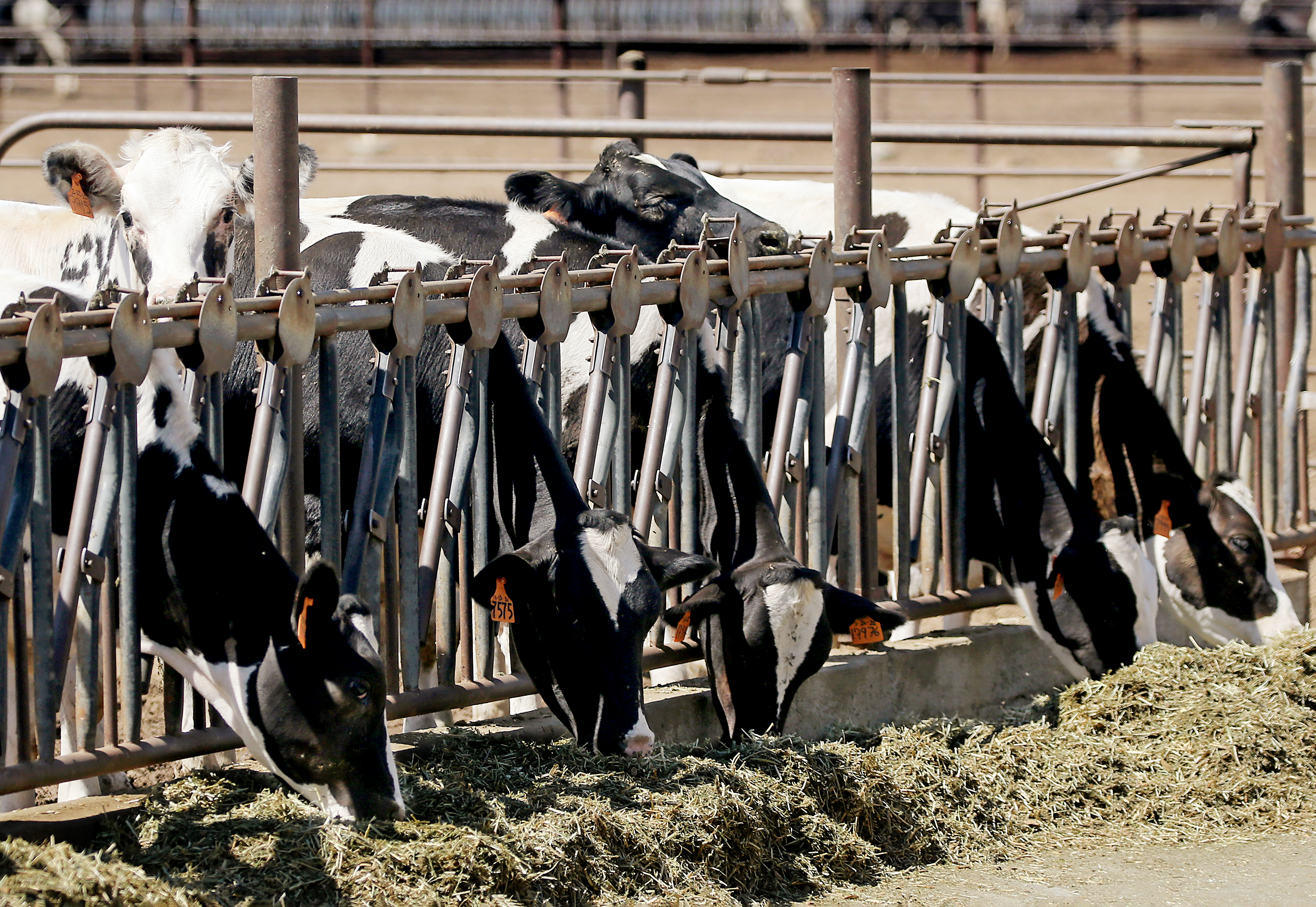 California Cows leave for greener pastures in Texas, Arizona - Vimarsana News