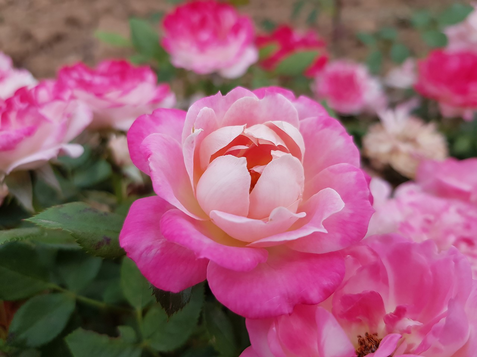 Good Natured Gardening: Think twice about growing these plants - Vimarsana News