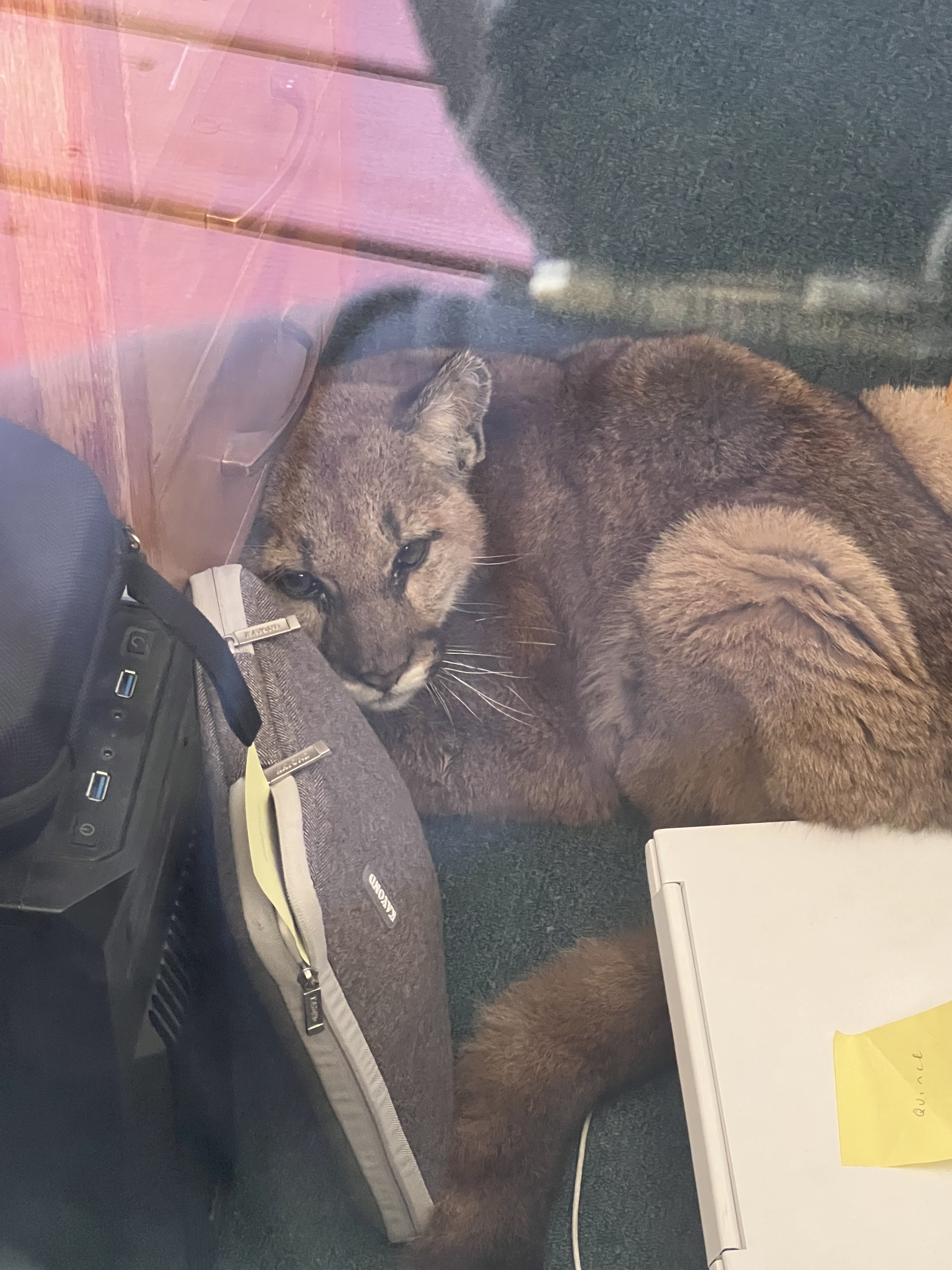 Students at San Mateo County school evacuated after mountain lion goes to class - Vimarsana News