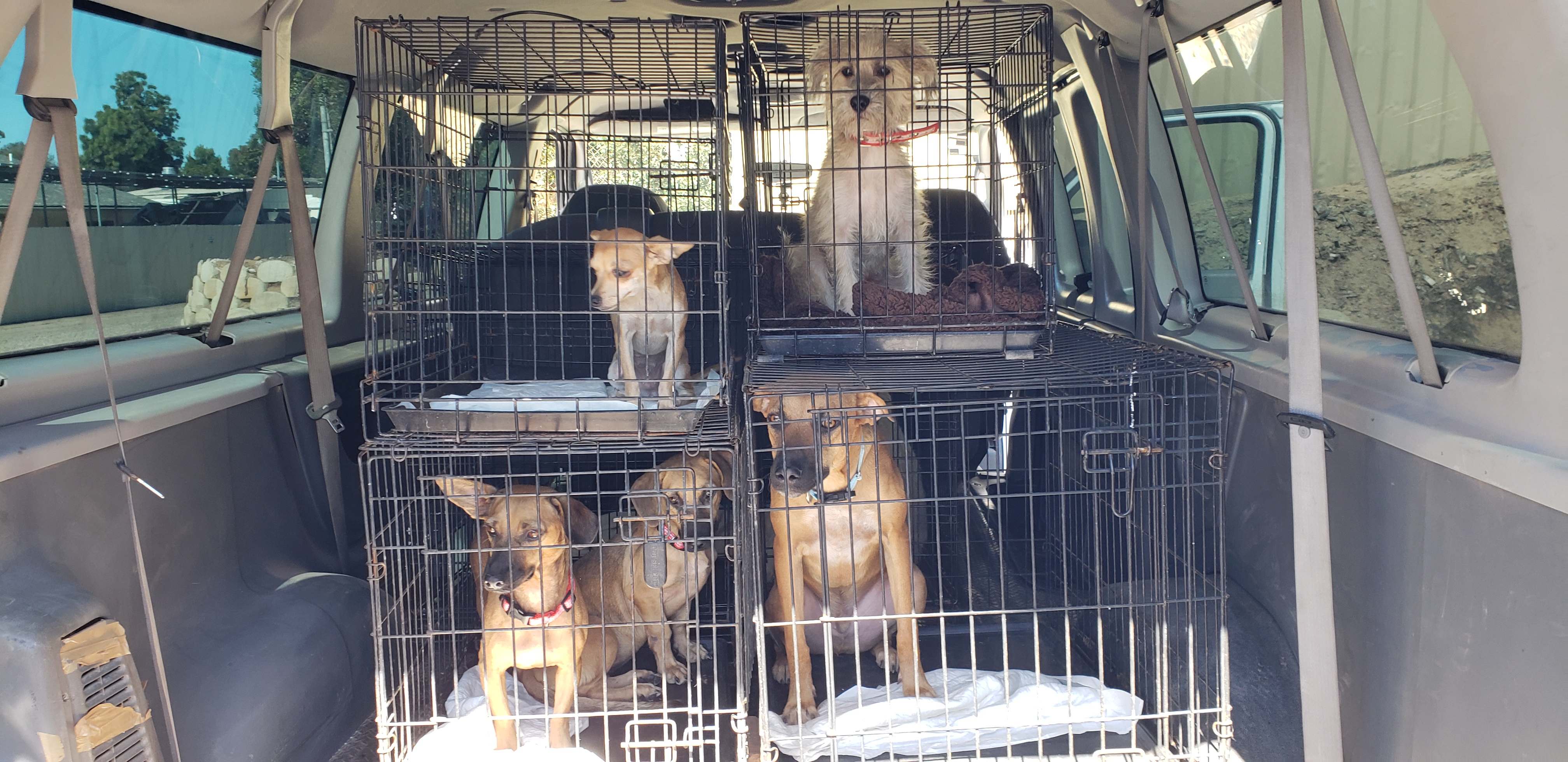 Rescued dogs from Mexico now at Rancho Coastal Humane Society - Vimarsana News