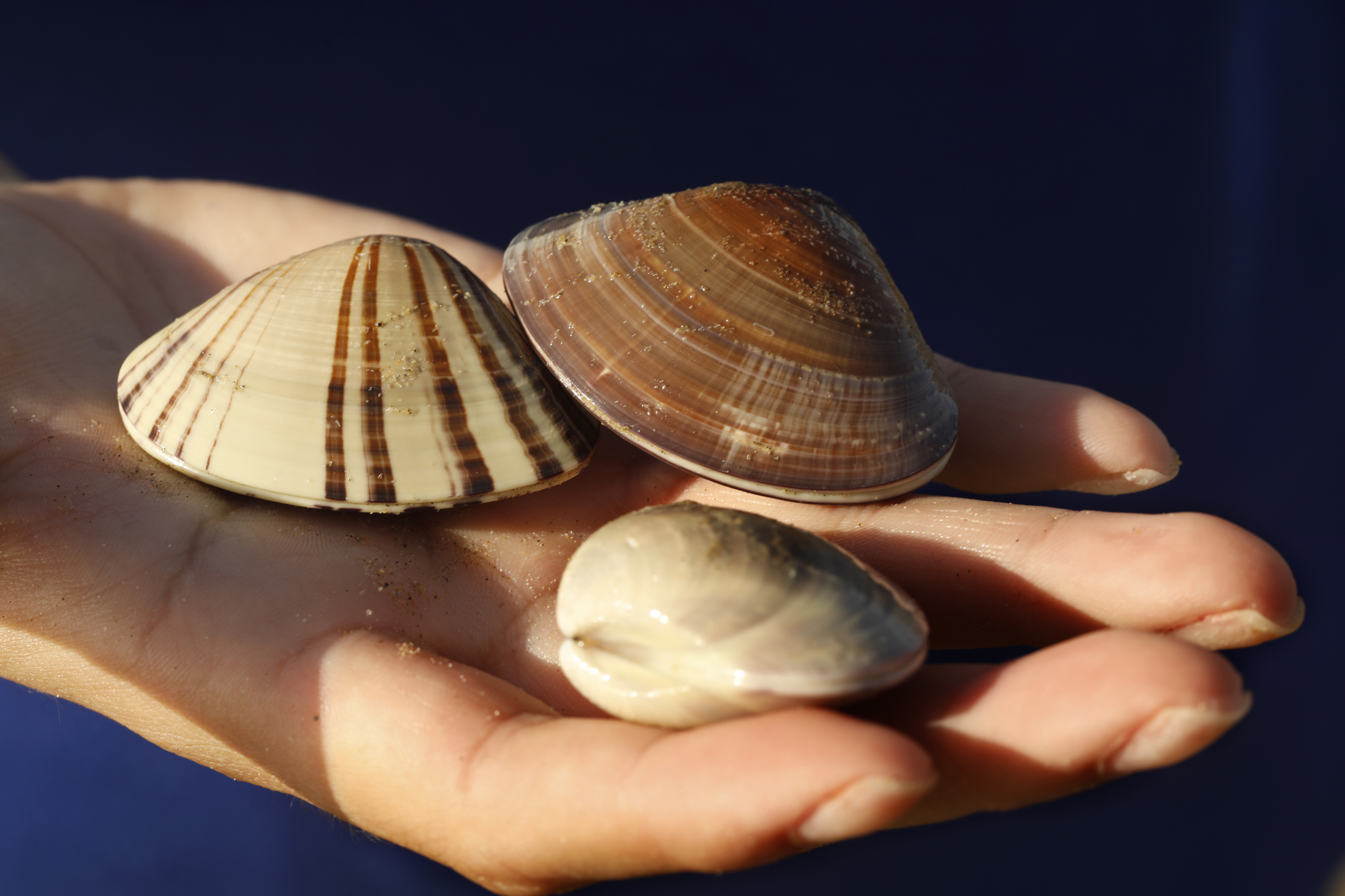 Why did clams disappear from Pismo Beach? - Vimarsana News