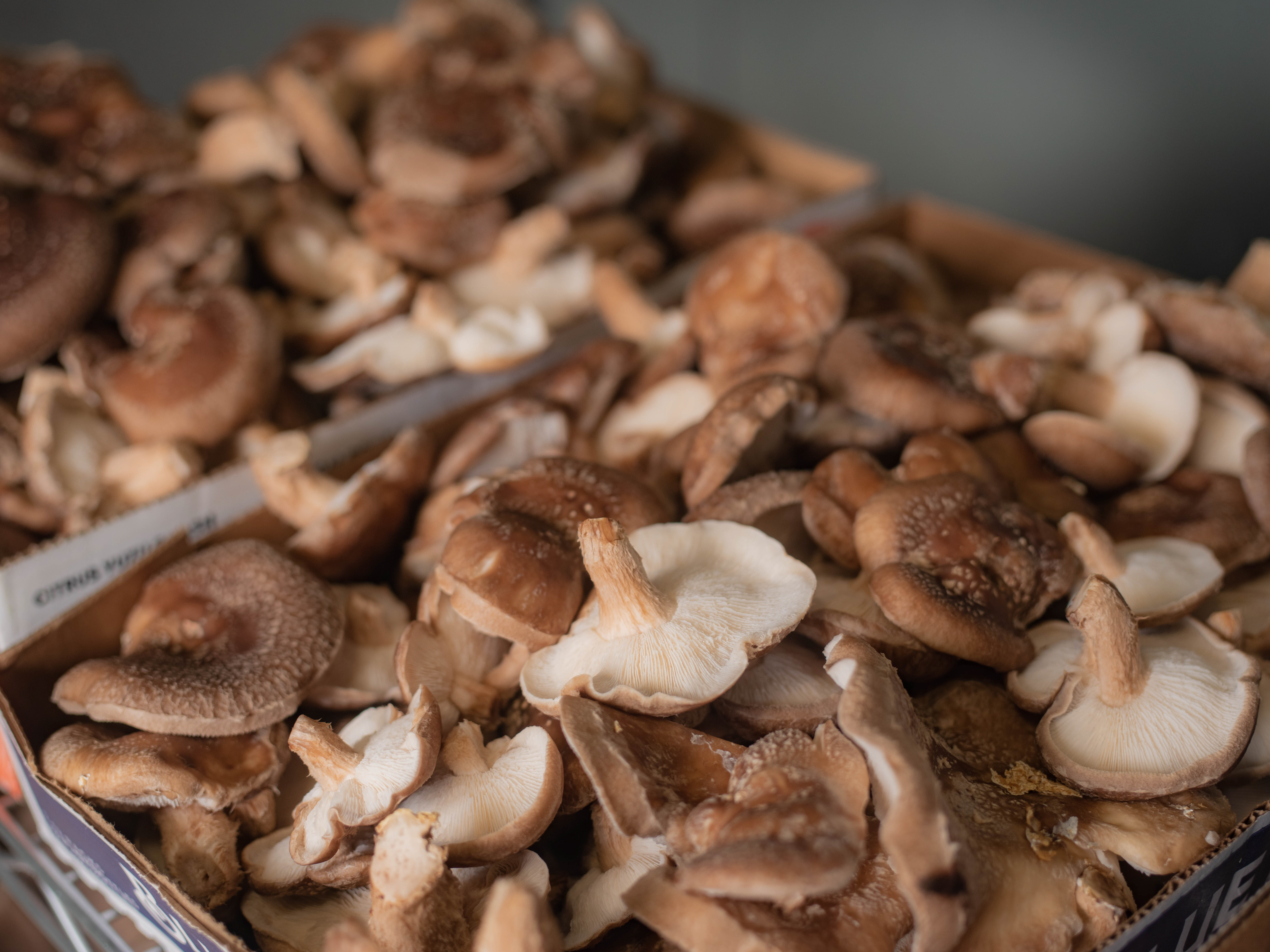 How to grow mushrooms at home - Los Angeles Times - Vimarsana News