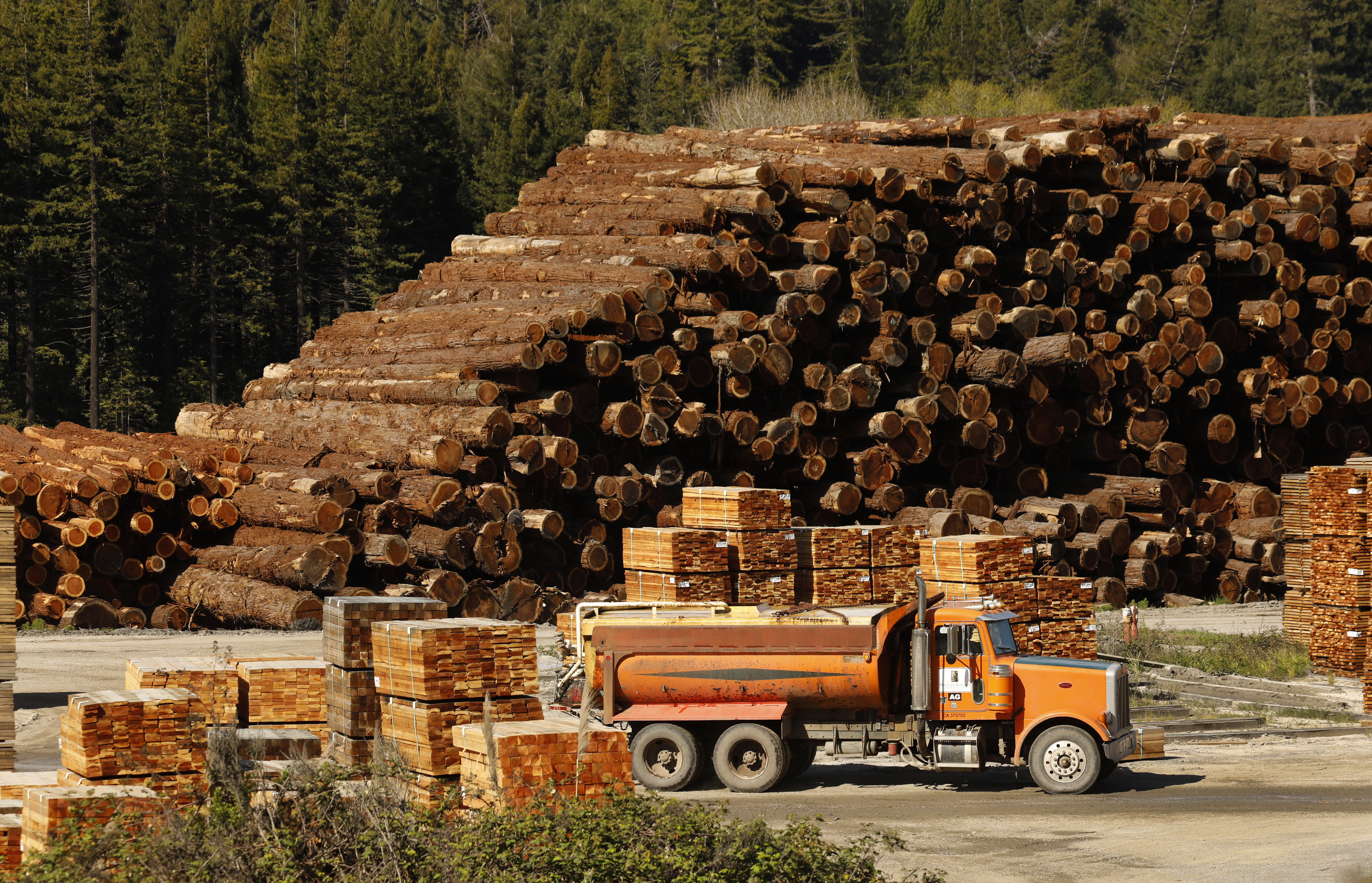 Future demand for wood will undermine CO2 reduction efforts - Vimarsana News