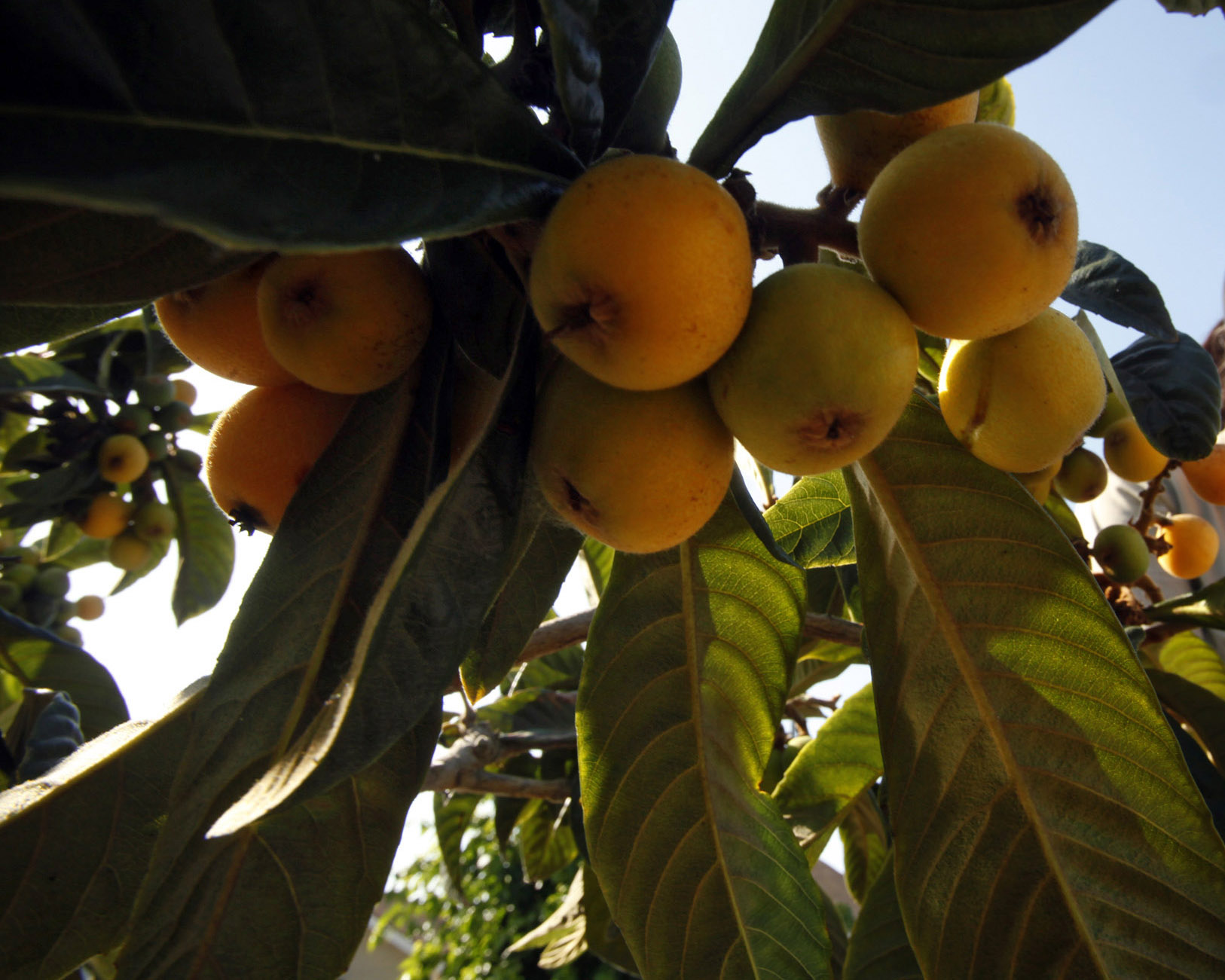 Column: In diverse Southern California, loquats are the real fruit MVPs - Vimarsana News