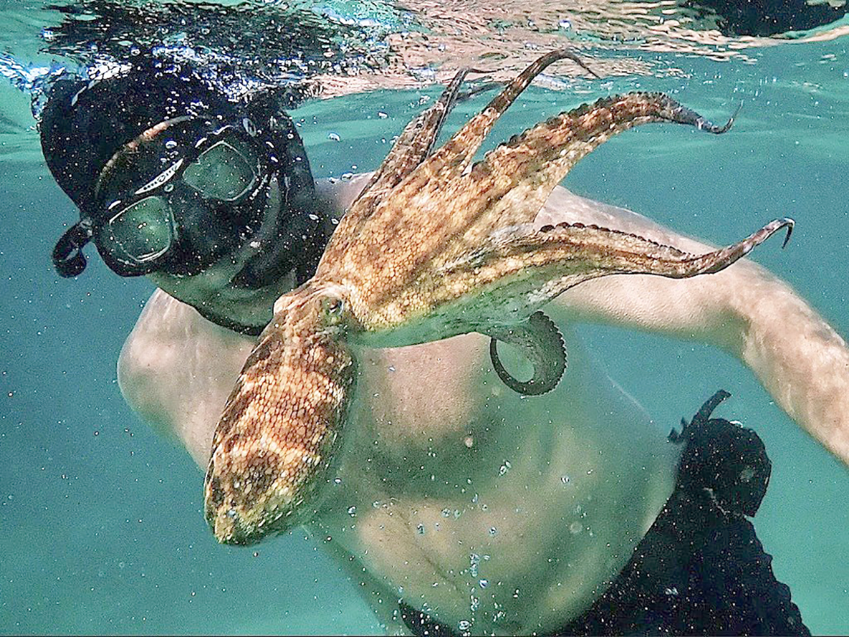 Oscars 2021: How to watch doc winner 'My Octopus Teacher' - Vimarsana News