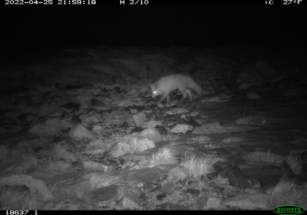 Threatened red fox pops up near Yosemite, stunning scientists - Vimarsana News
