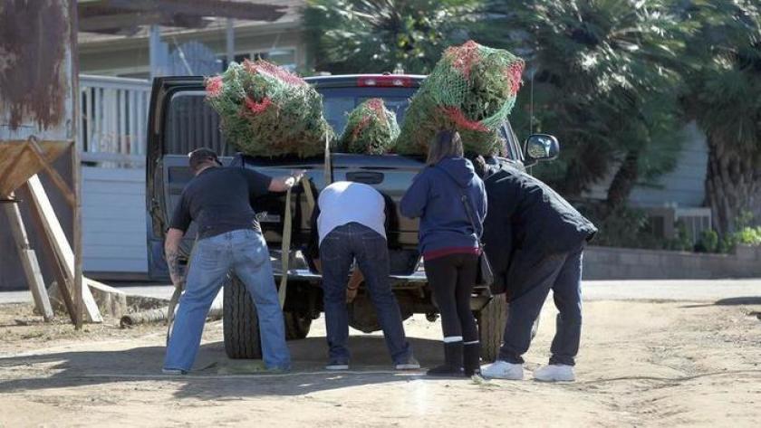 How to get your Christmas tree recycled - Vimarsana News