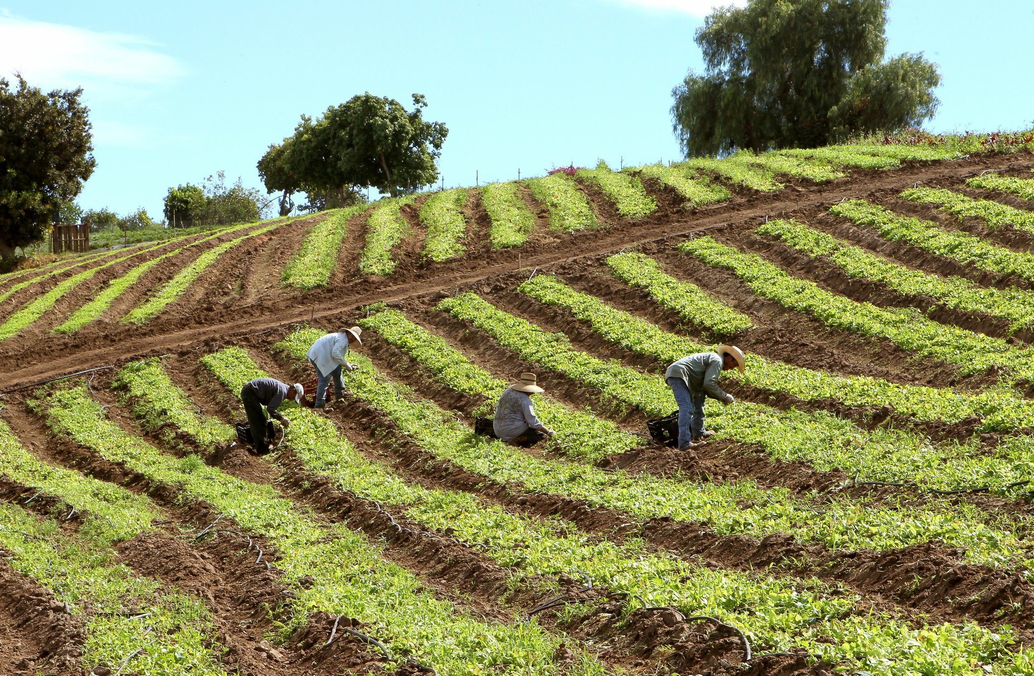 County exploring ways to use San Diego's land to fight climate change - Vimarsana News