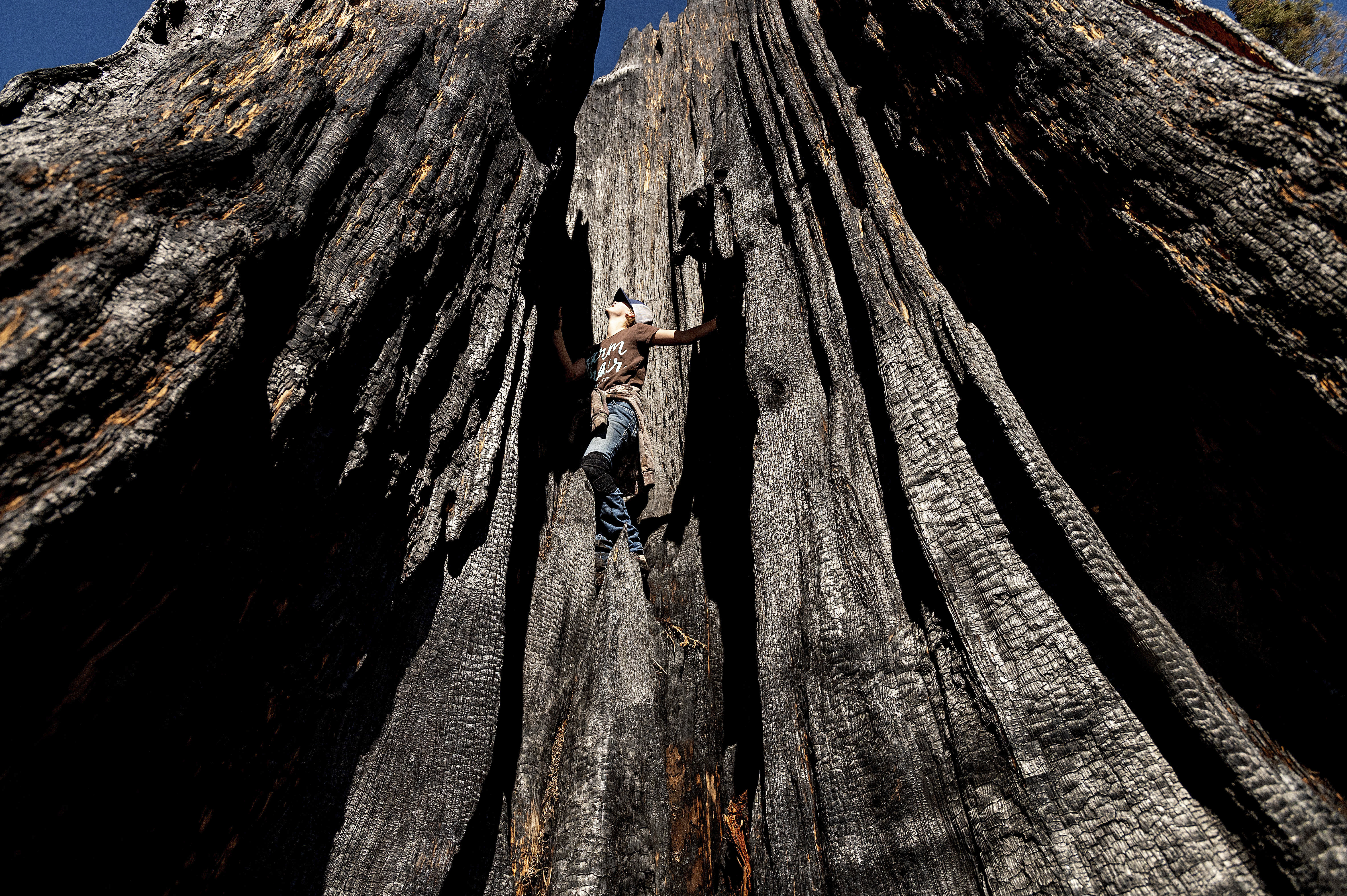Hope after wildfire: Tiny sequoias could grow into giants - Vimarsana News
