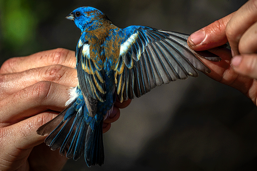 This mountain parking lot is a hot spot for migrating birds - Vimarsana News