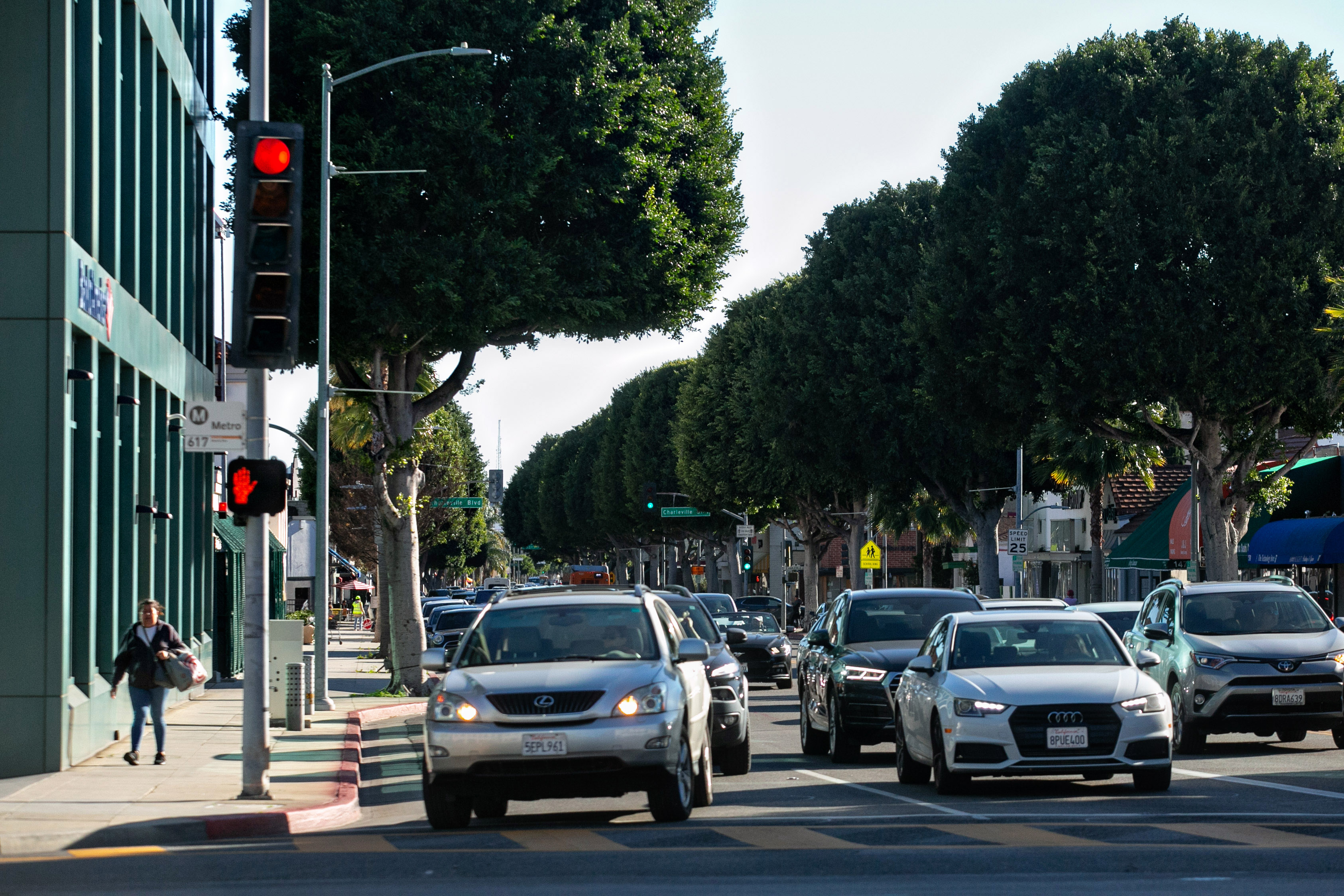 Editorial: Beverly Hills is swapping ficus trees for palms? Bad idea - Vimarsana News