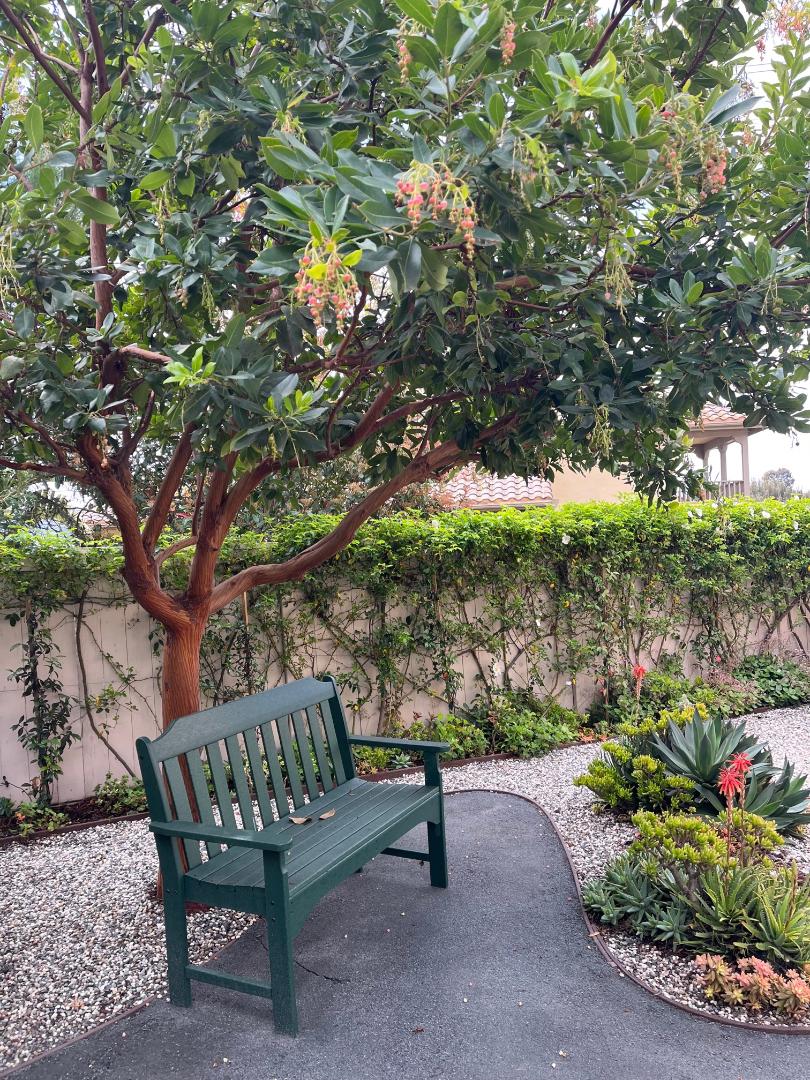 Garden Mastery: The right tree in the right place can last generations - Vimarsana News